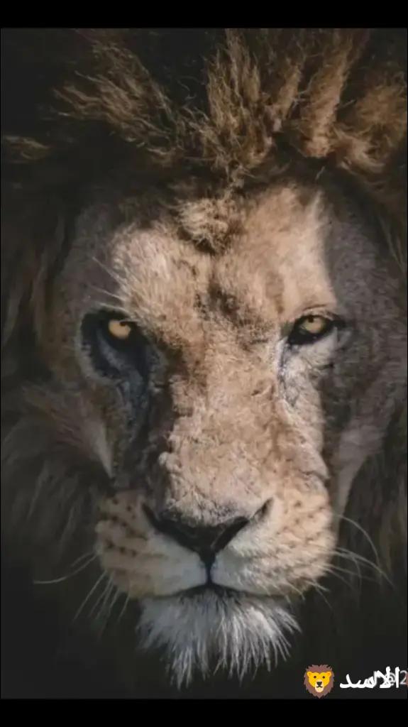 @زياد الاسد 🦁🦁🦁