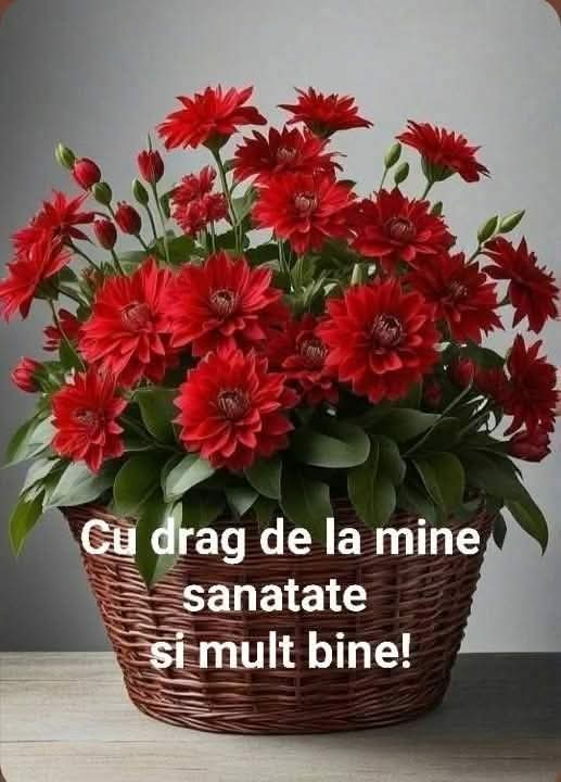 @Mihaela Liliana