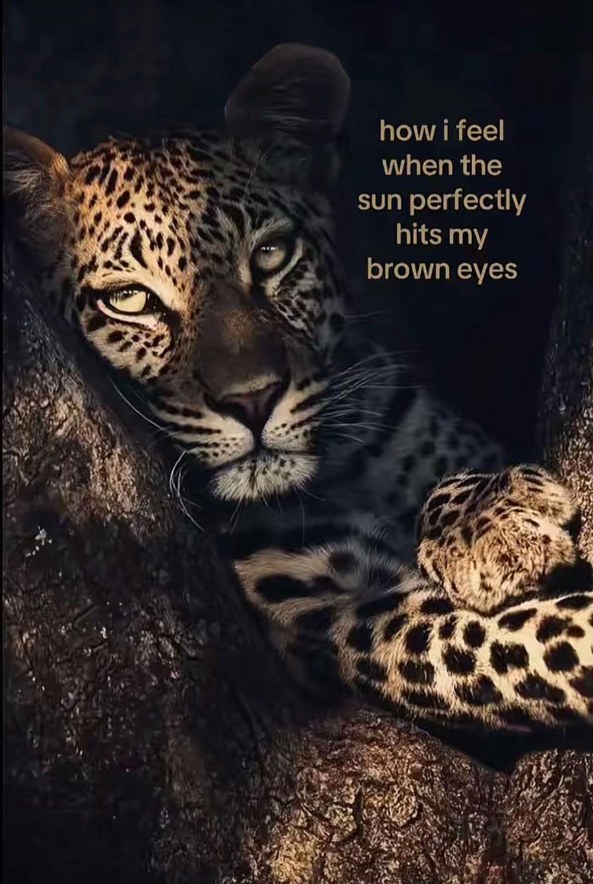 @๐ ๐ณ๐๐๐๐๐๐ข ๐
