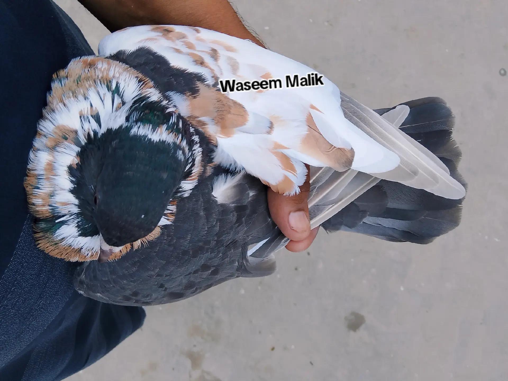 @waseem Malik
