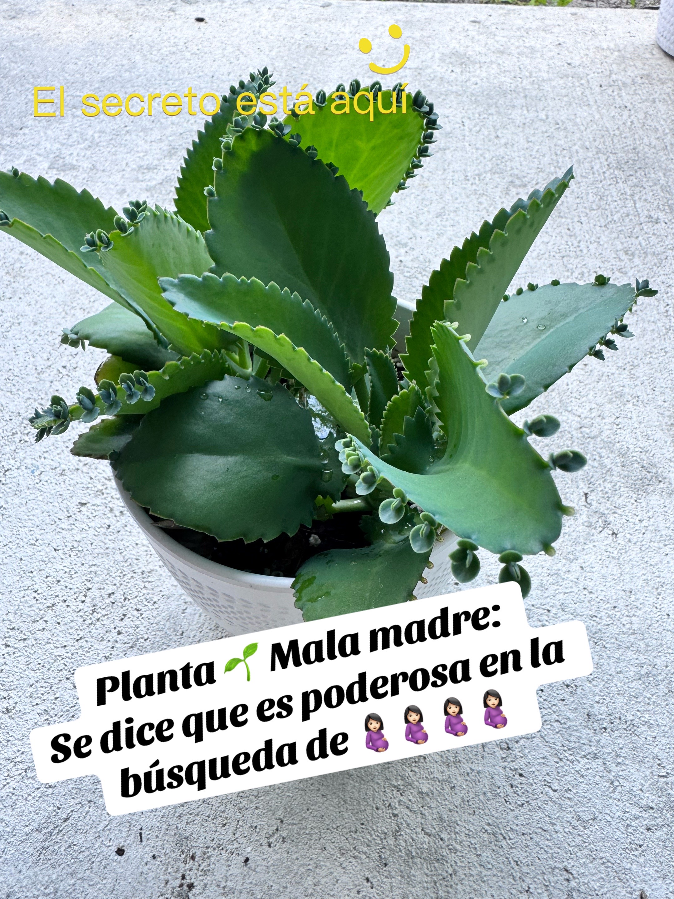 @Empe 🌸