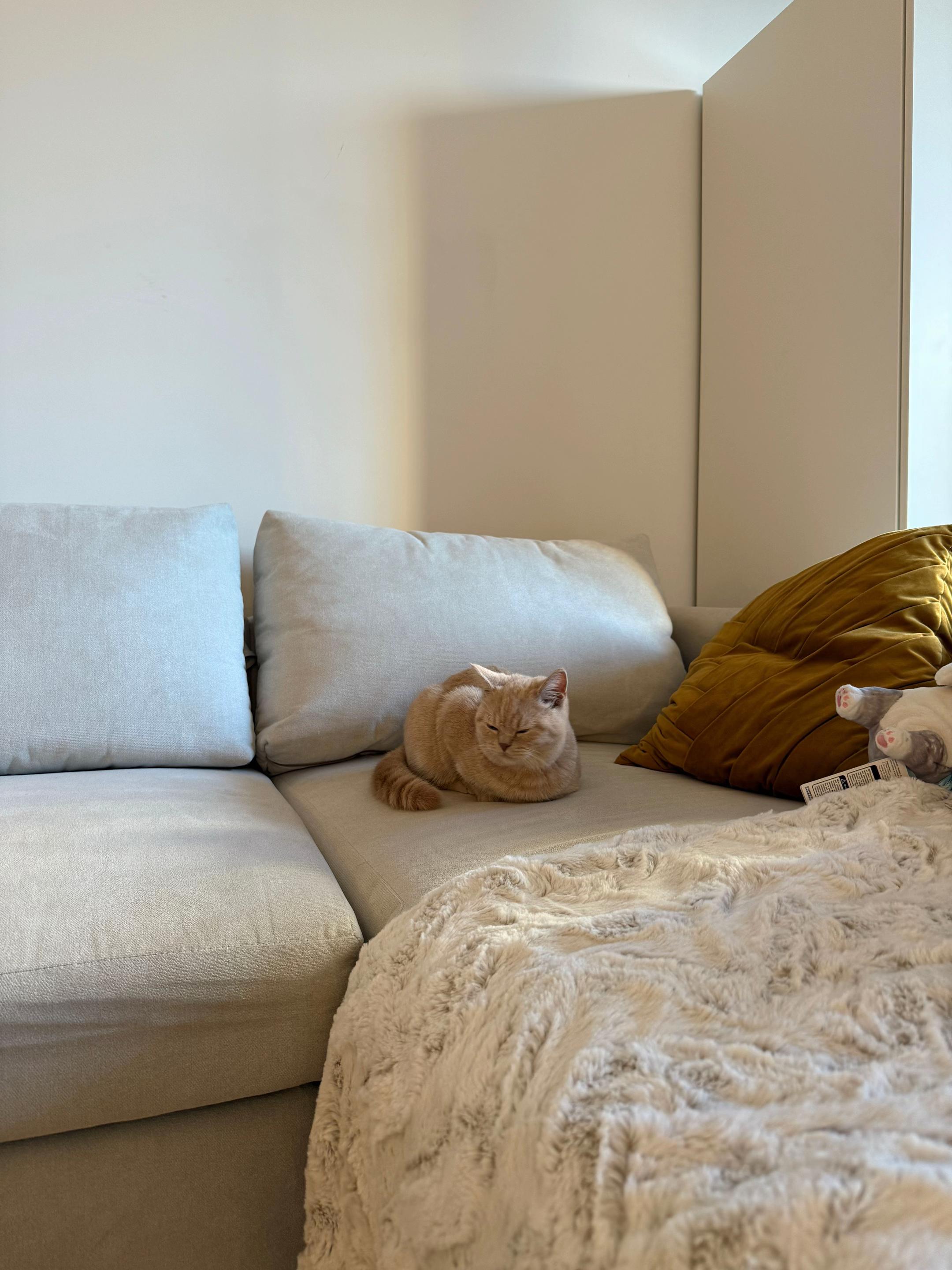 @Chuchu The British Shorthair