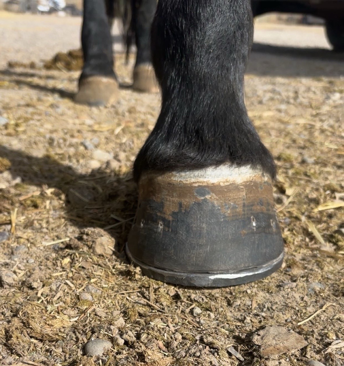 @bar_diamond_farrier
