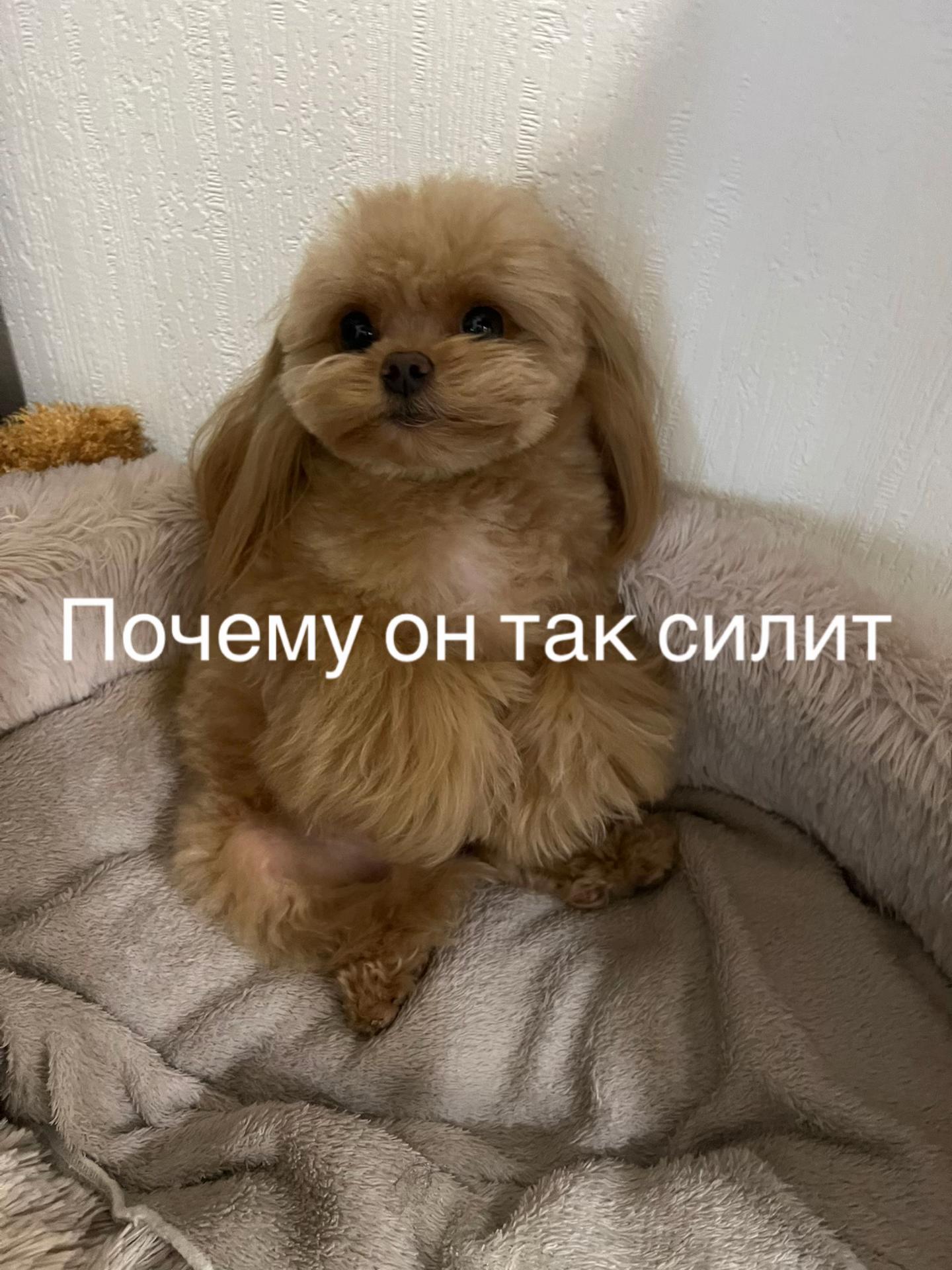 @Козлик Бафомет