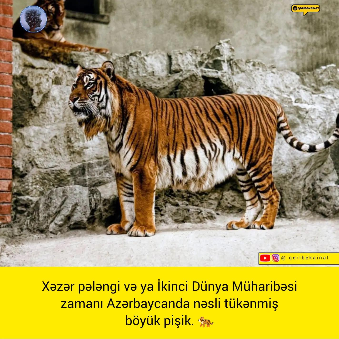 @qeribekainat