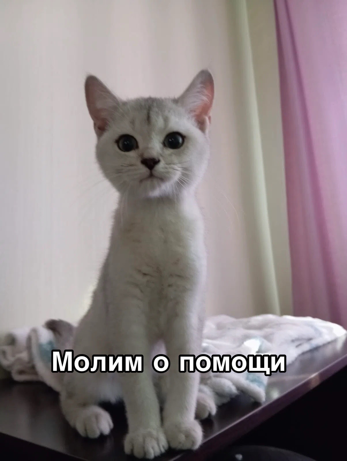 @Приют Потеряшка