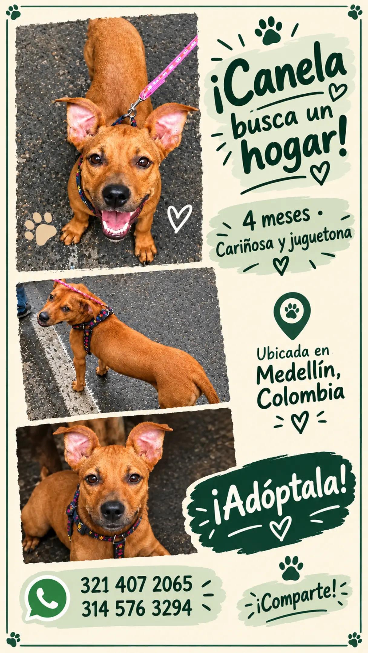 @Perritos Voladores