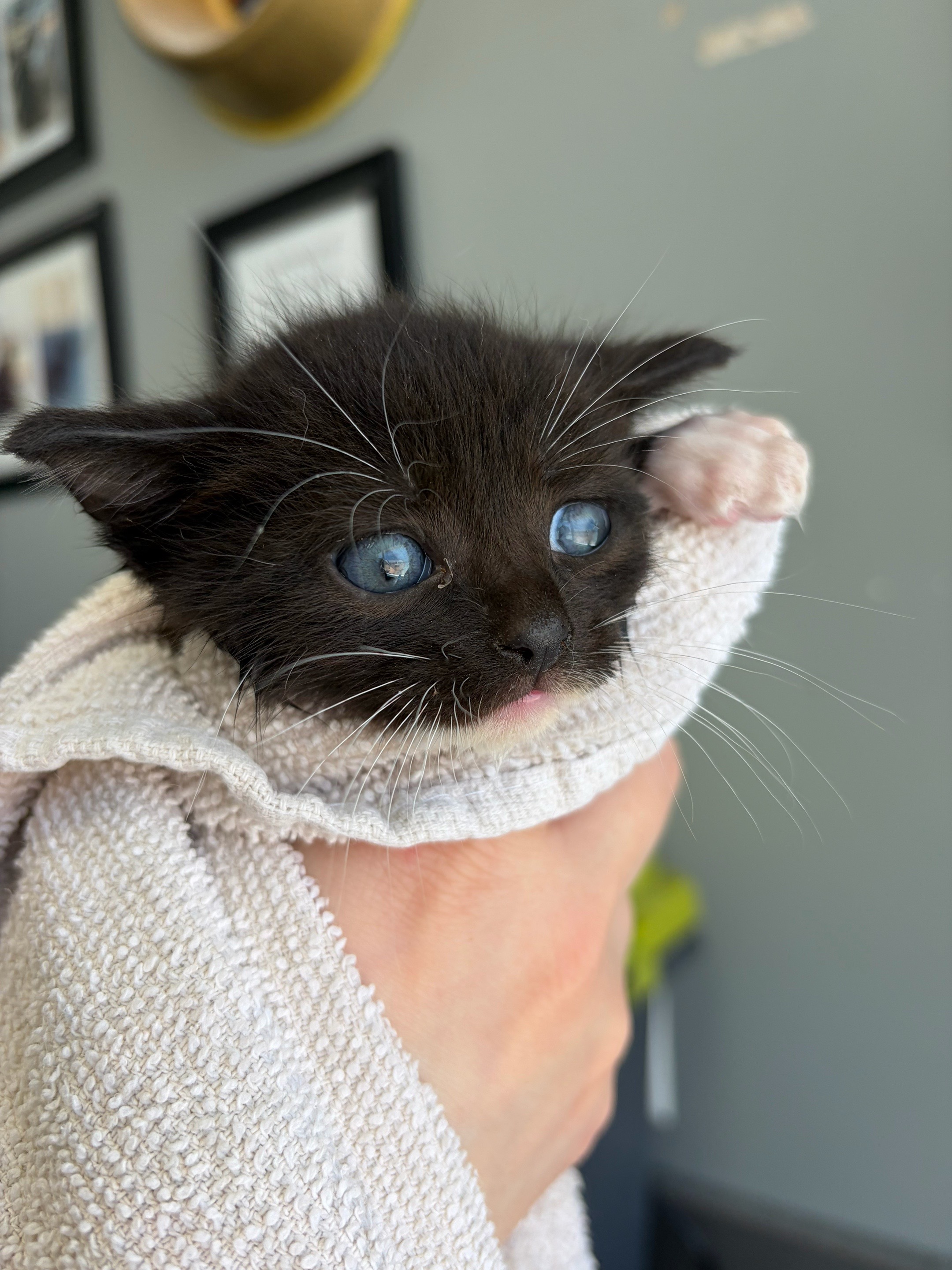 @Kovu&rsquo;s Kitties