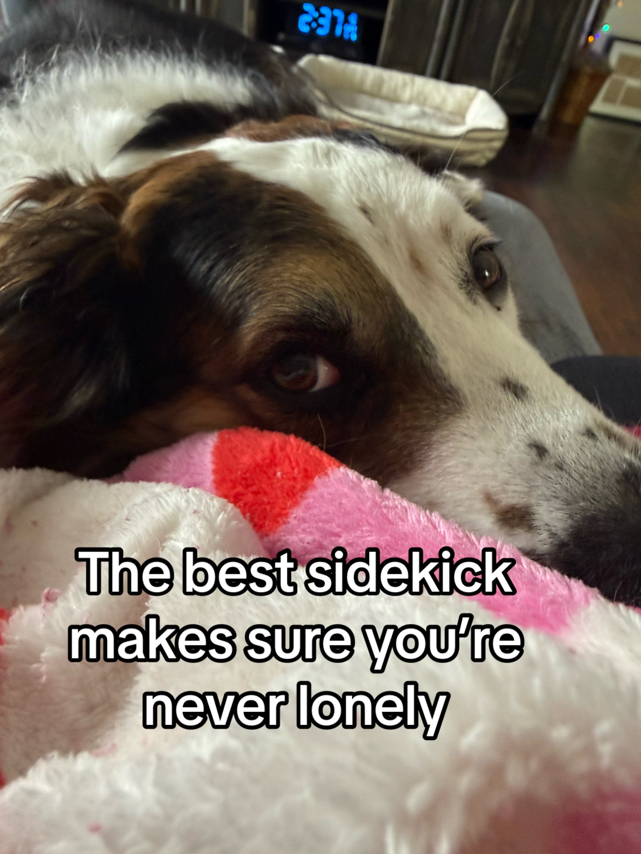@hankanddollyrescuedogs