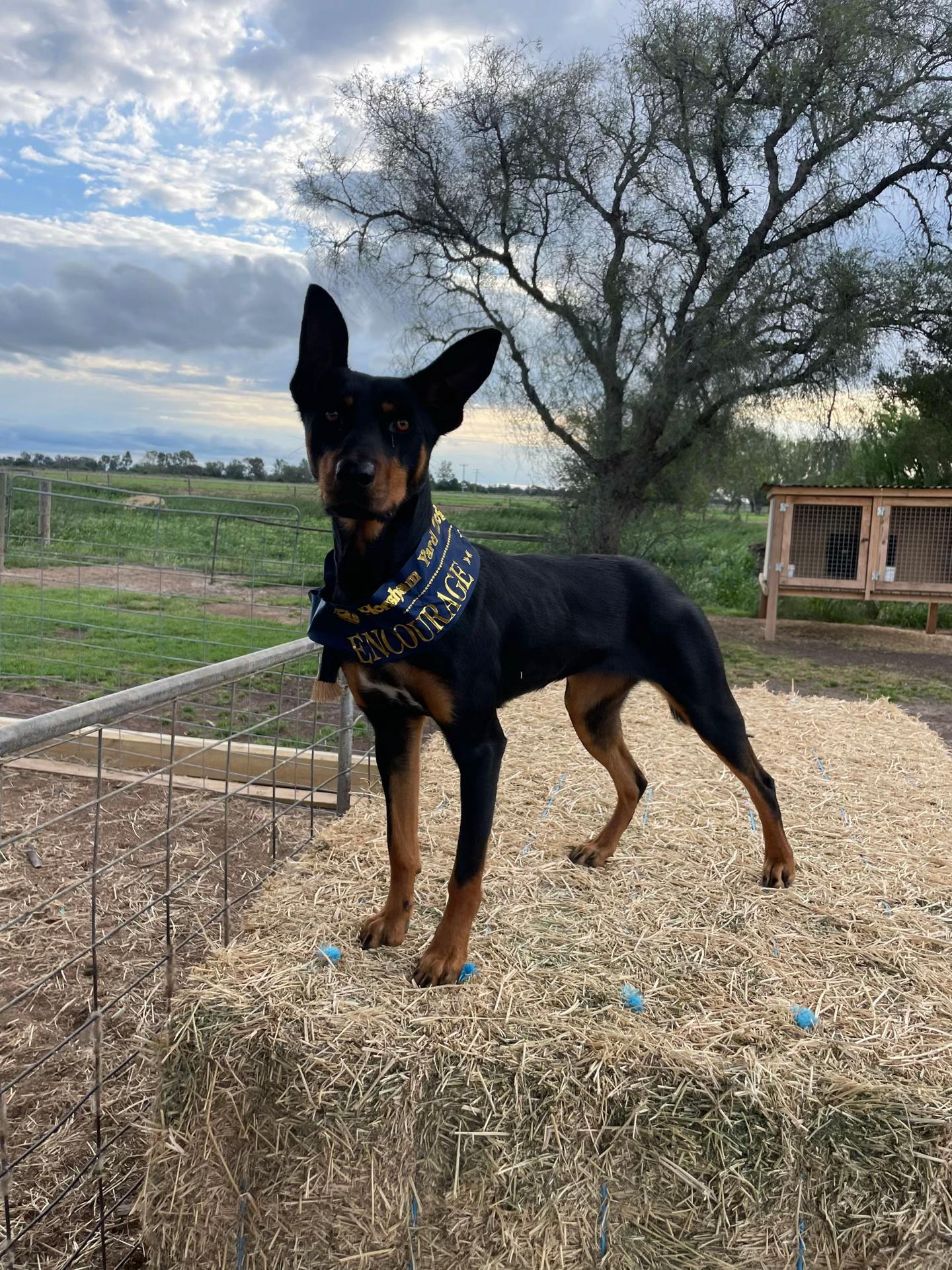 @SouthernDreamin Kelpie stud