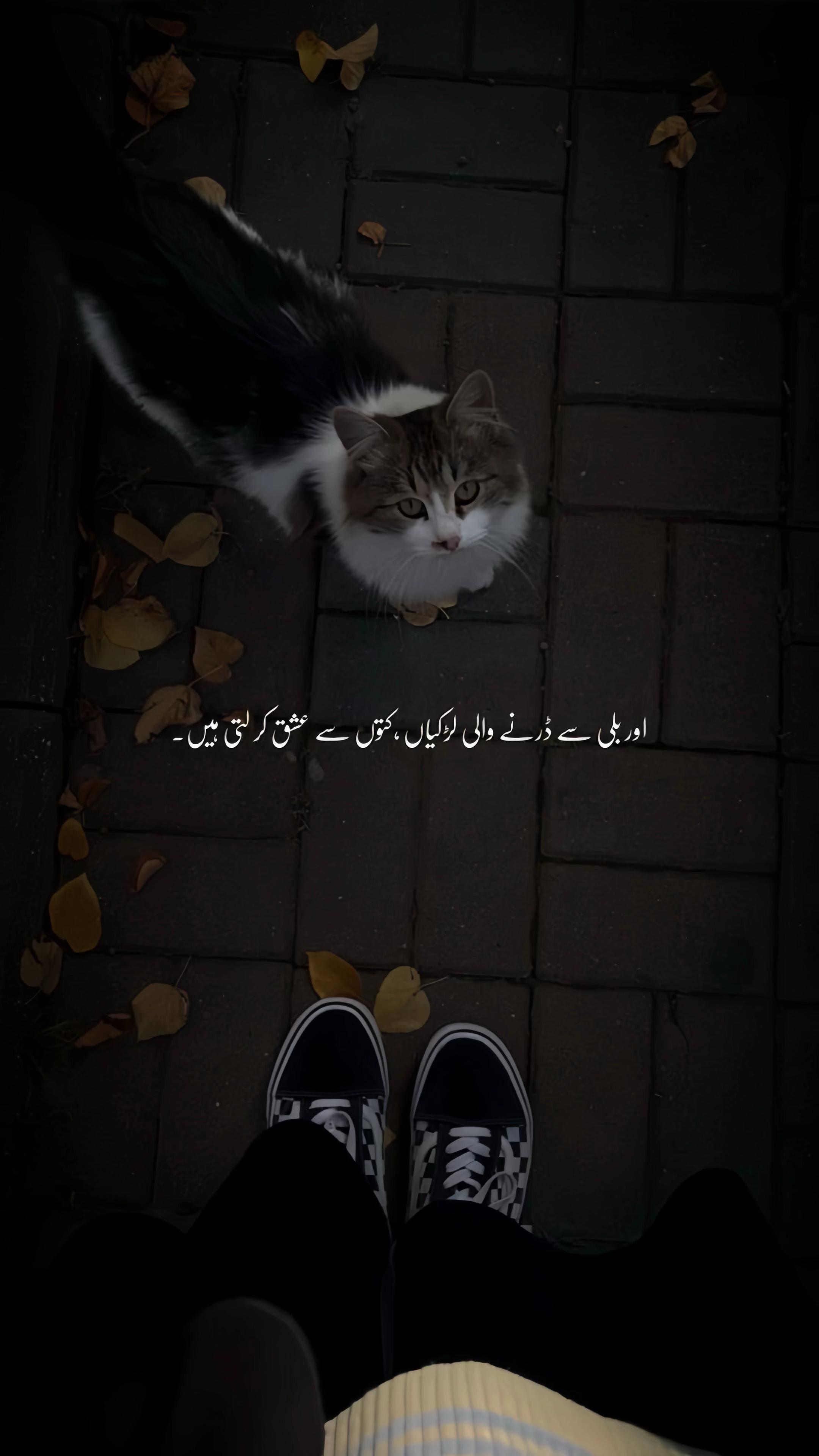 @AQIB MALIK🍃📖💫