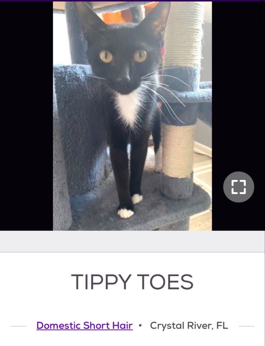 @cat memes