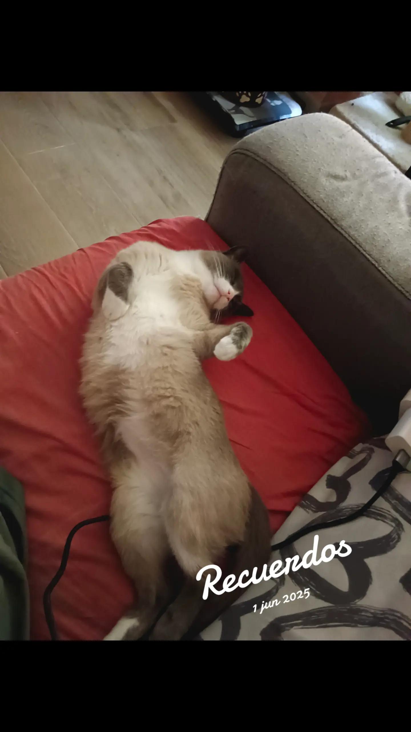 @Mensi