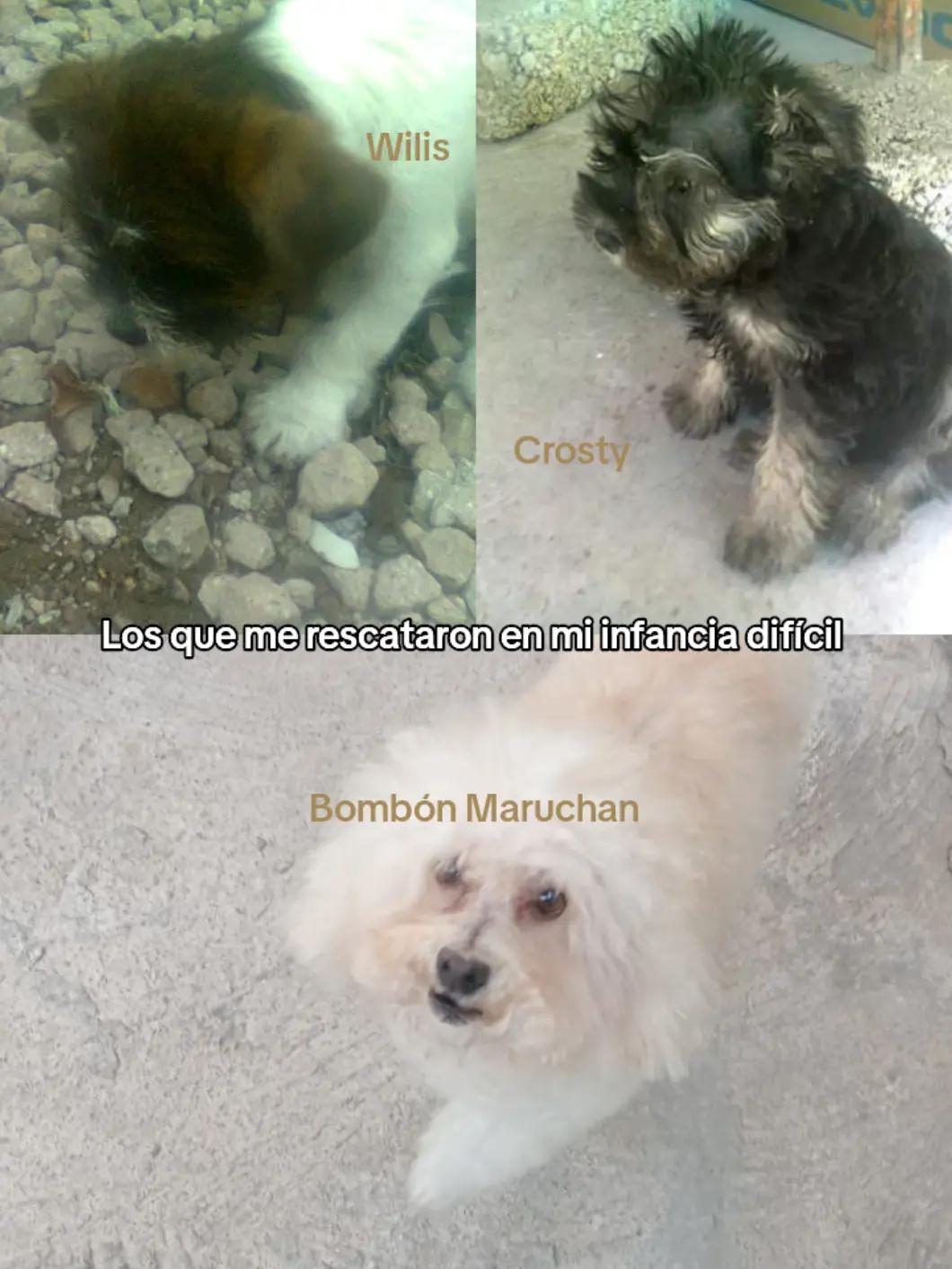 @Laura de los Perros