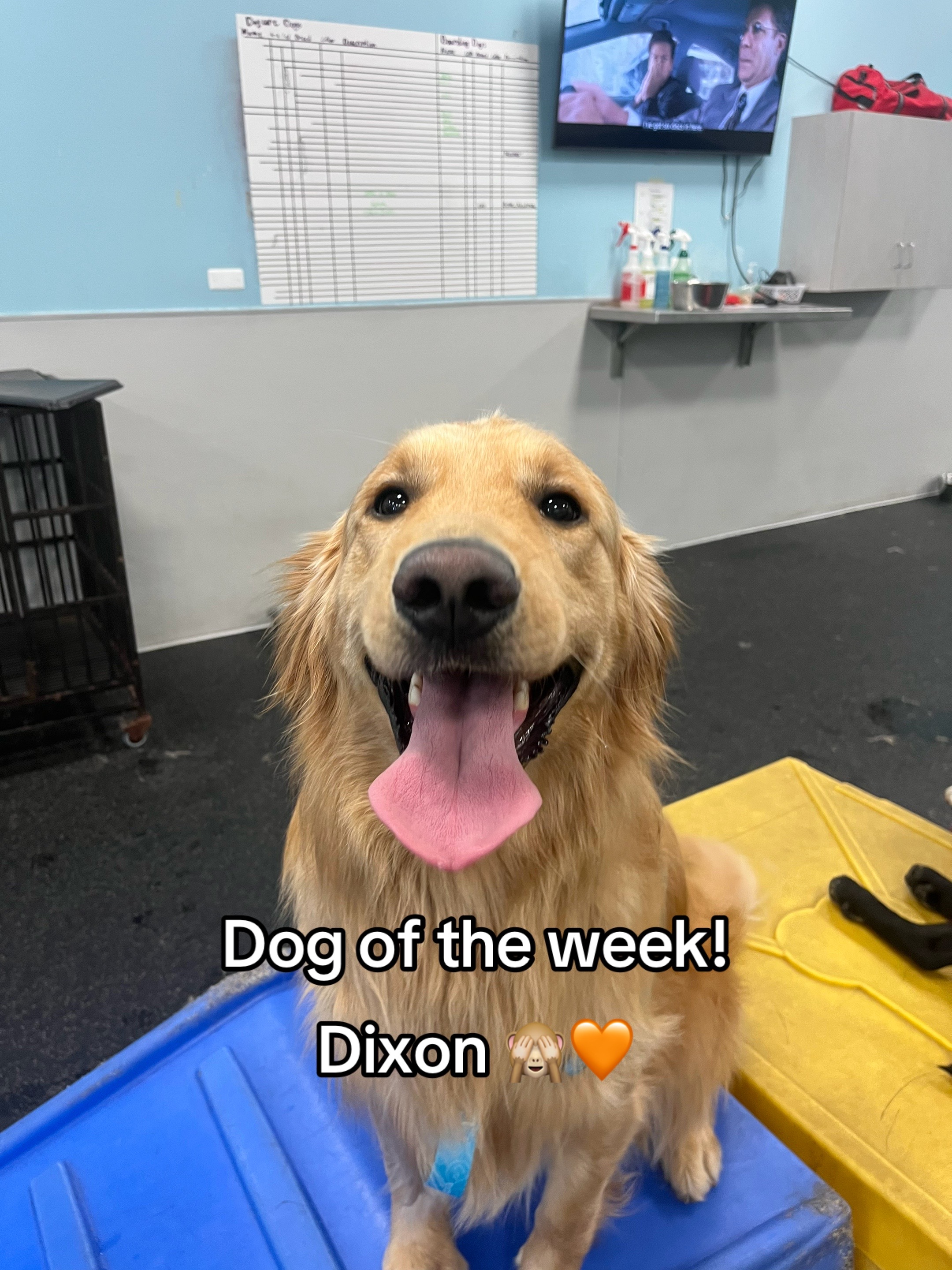 @Dogtopia South Ann Arbor