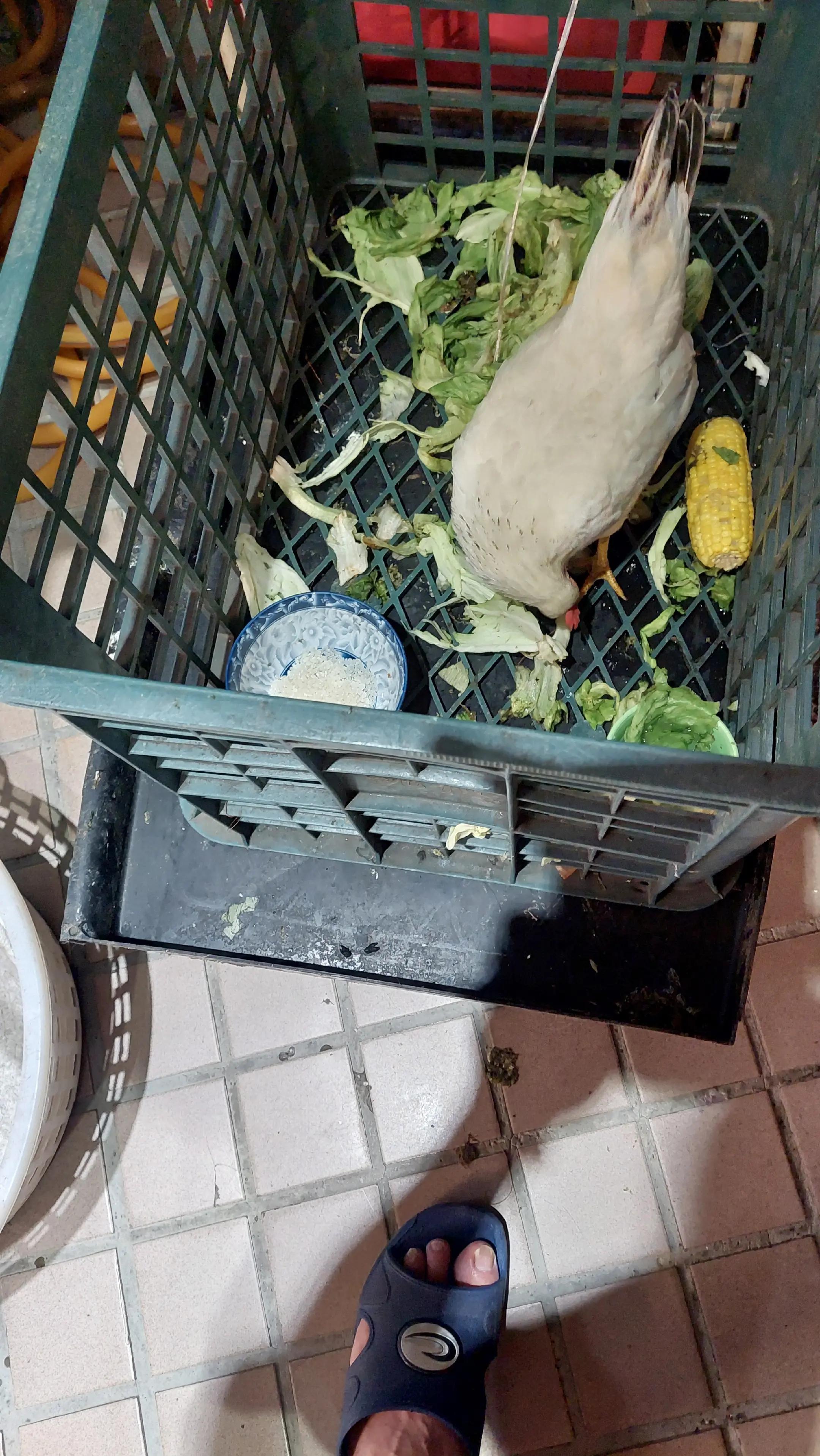 @秋國