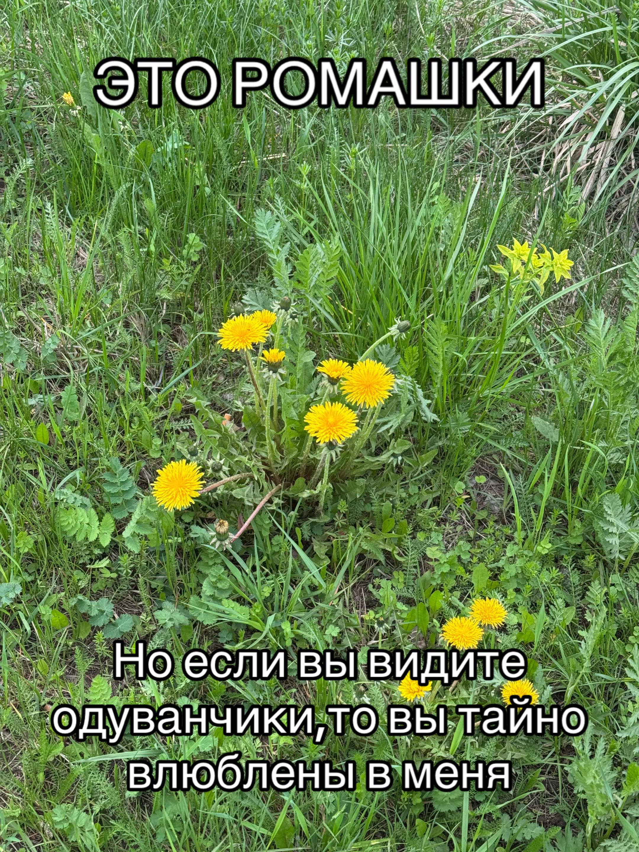 @Shyfb