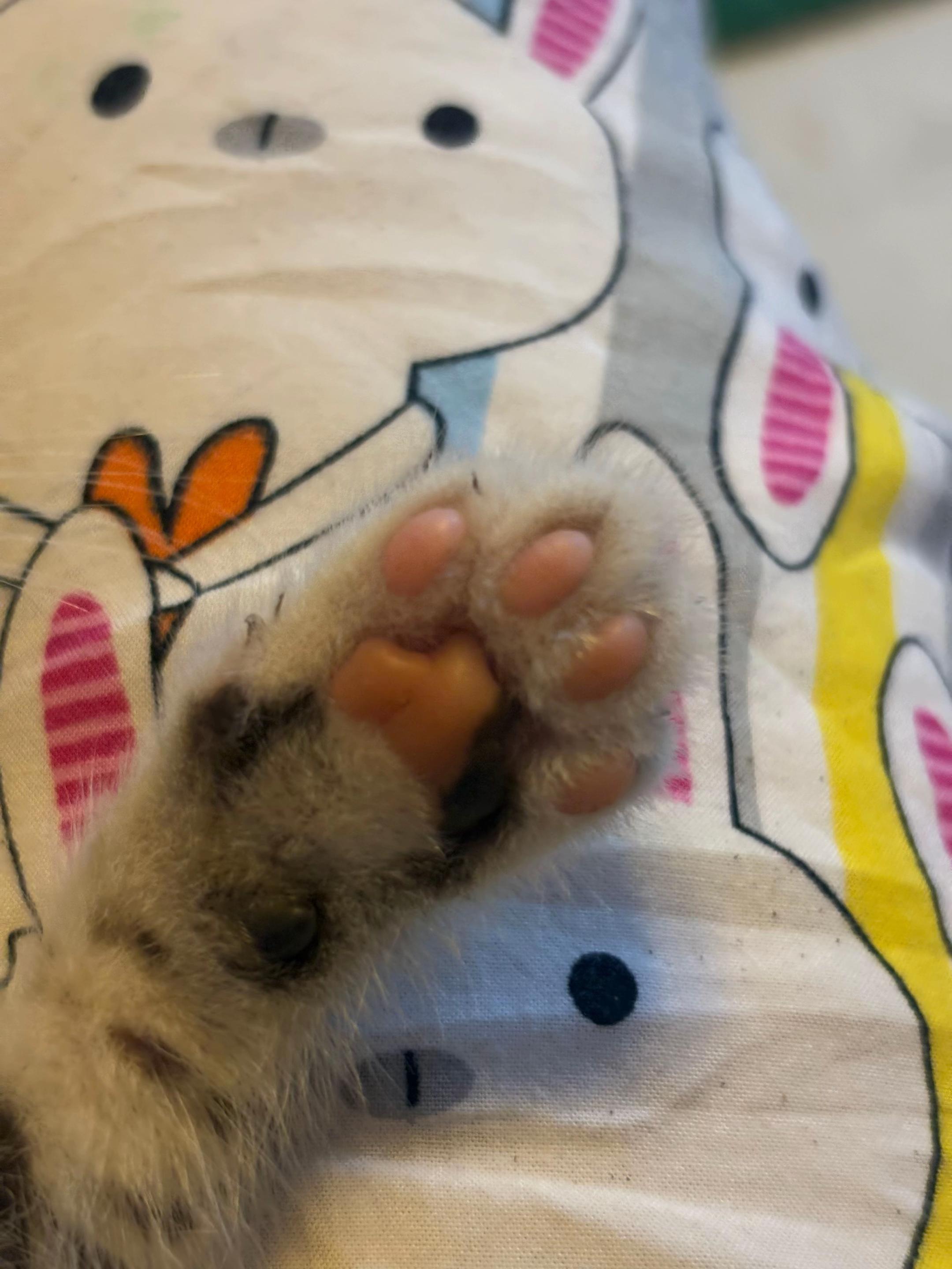 @𝘗𝘢𝘳𝘪𝘢