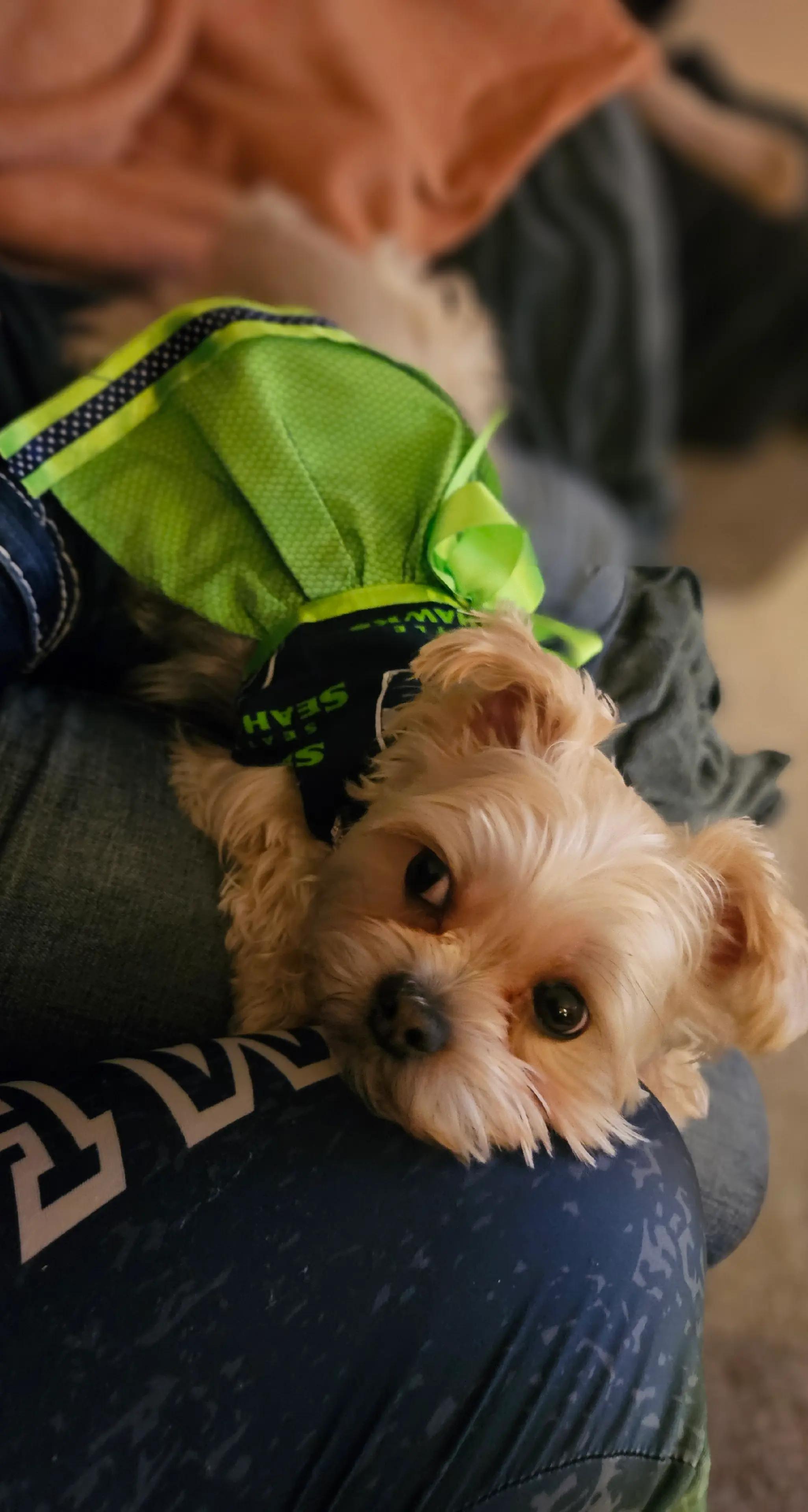 @โ๏ธ Mindy_da_Morkie โ๏ธ๐ฉท๐ถ๐๐