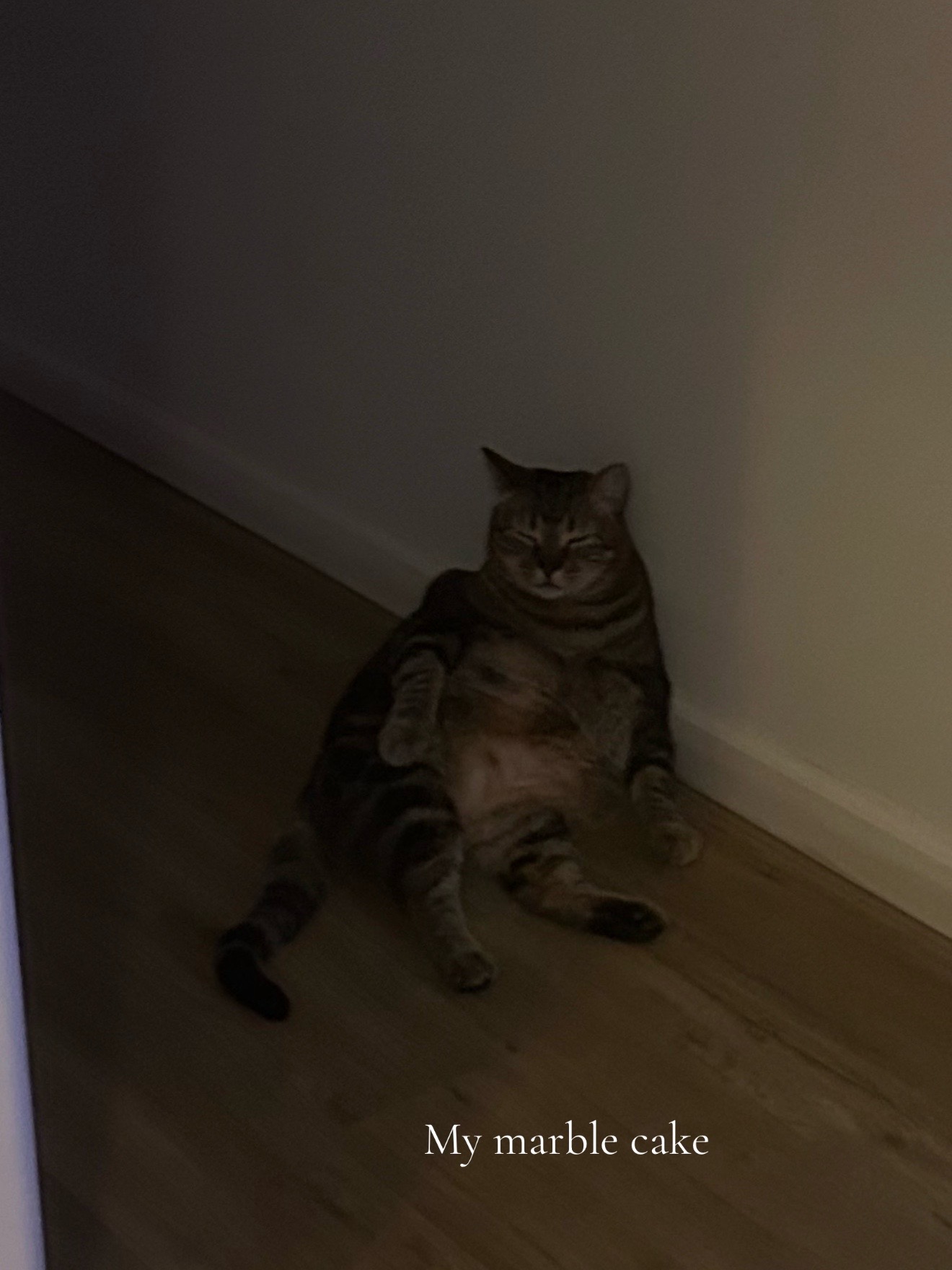 @ᴀɴɢᴇʟɪɴᴀ⌖