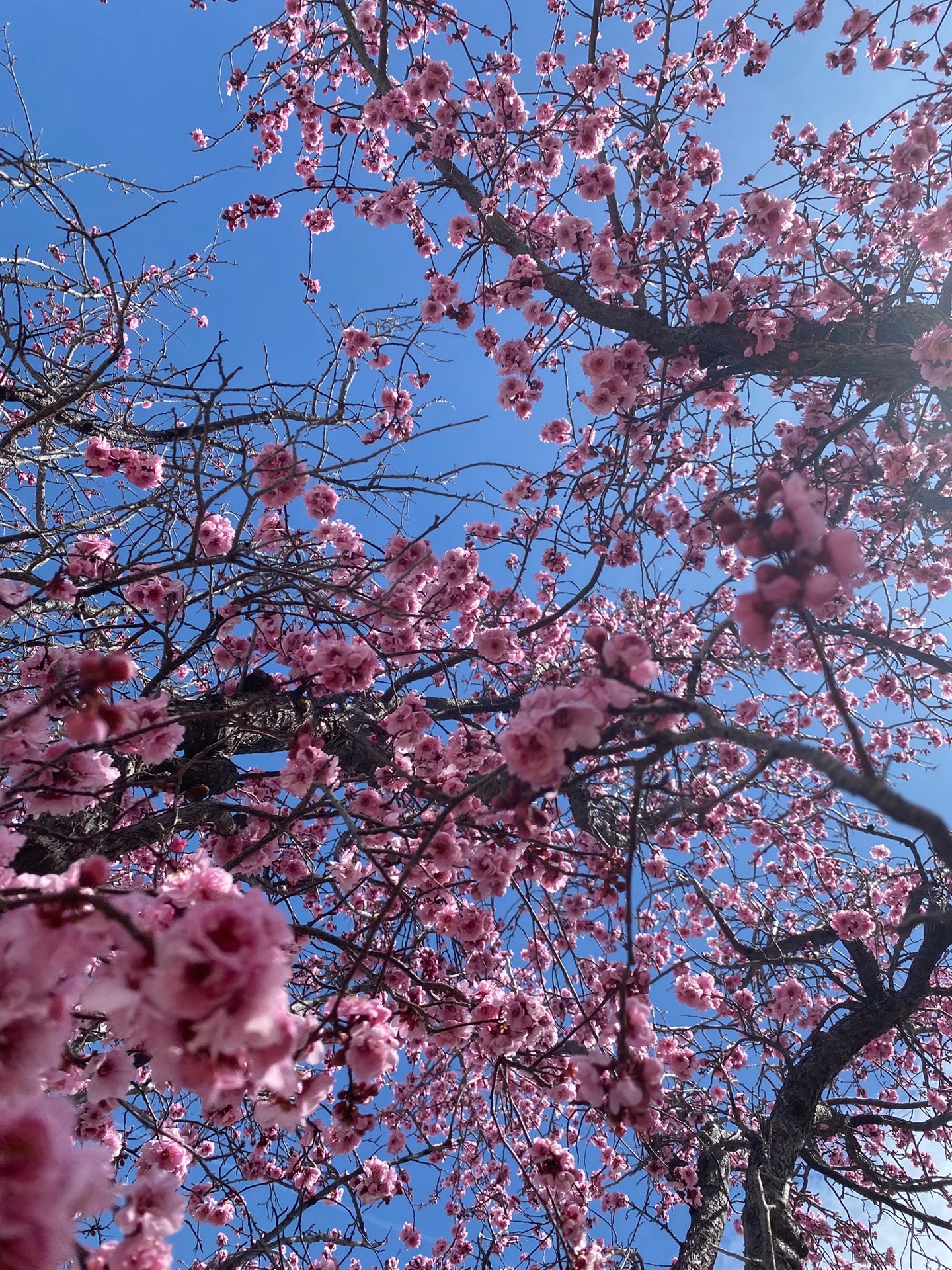 @kyoto
