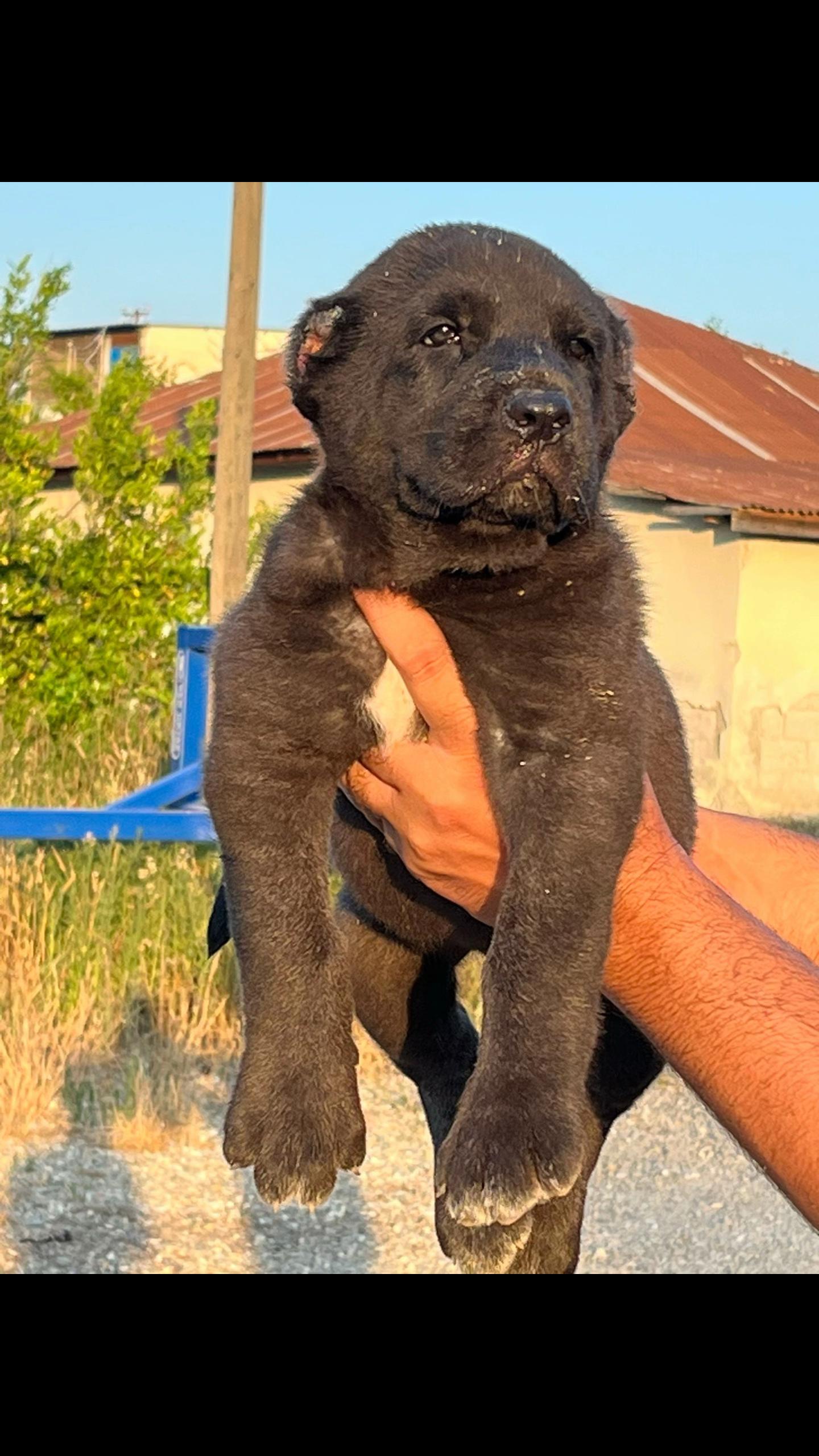 @Ahmet ÖZeN