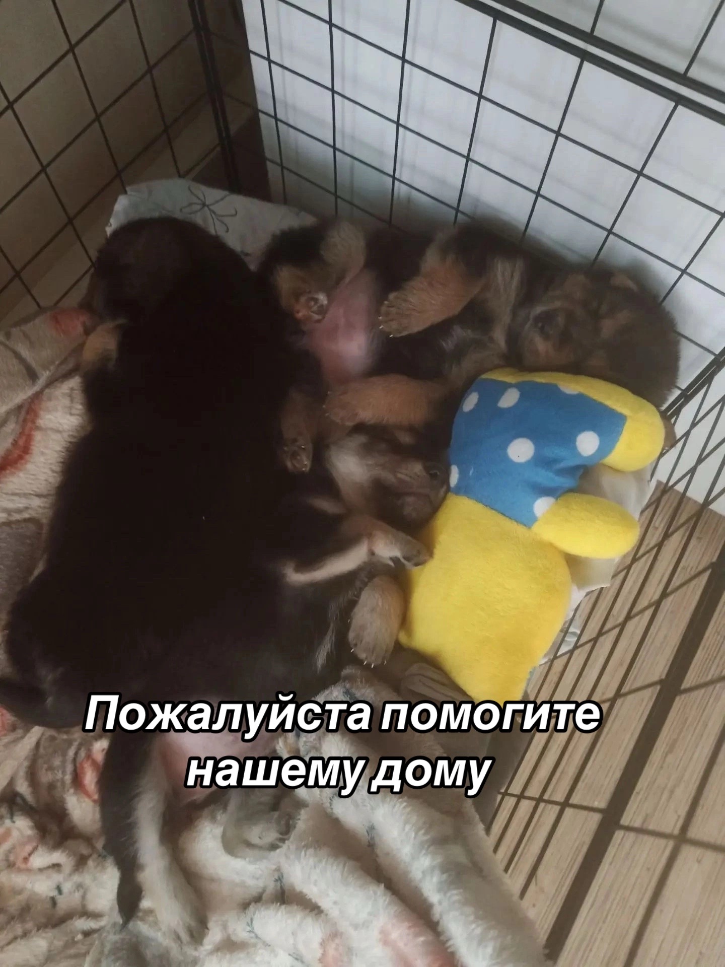 @Приют для животных Потеряшка