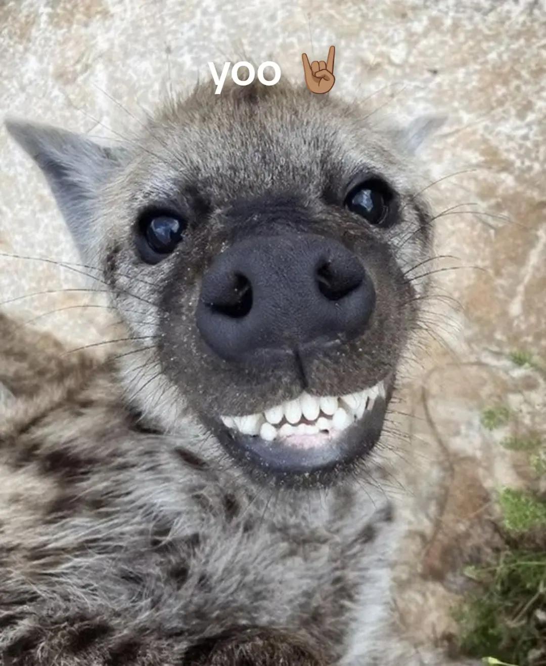 @AbrahamTheHyena🆒6️⃣9️⃣