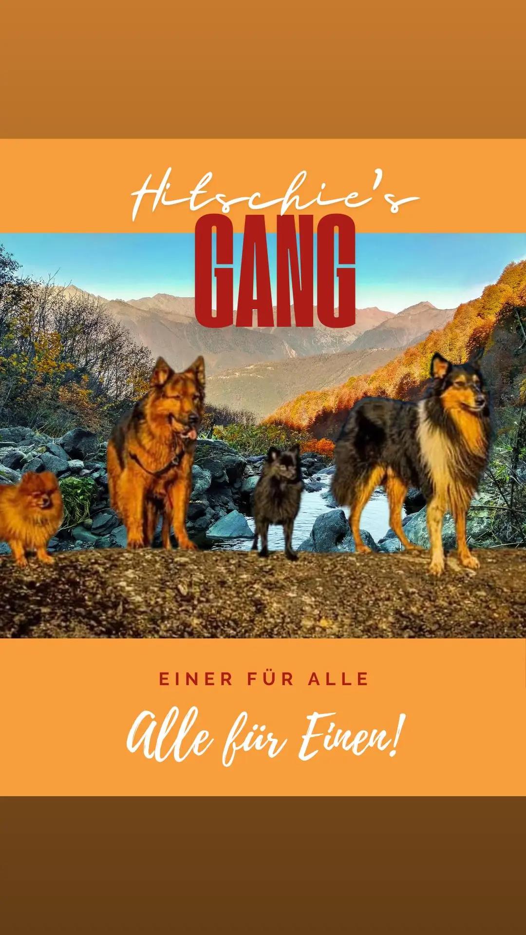 @Hitschiegang