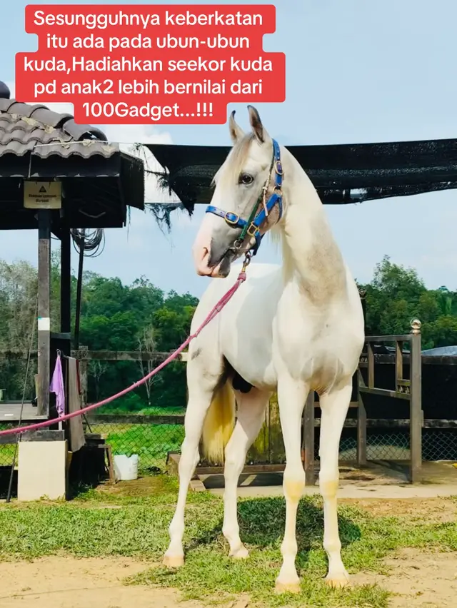 @Subdepo Arabian Park