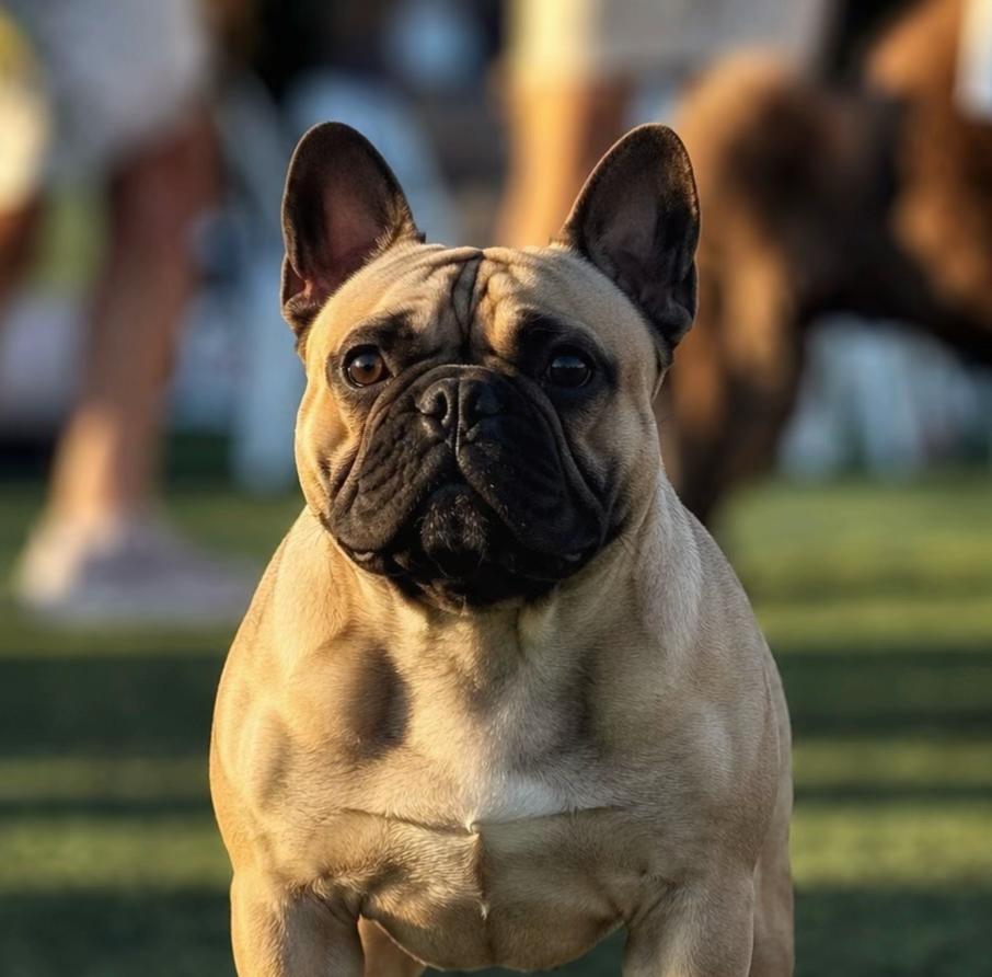 @Bosphorus Bulls French Bulldog