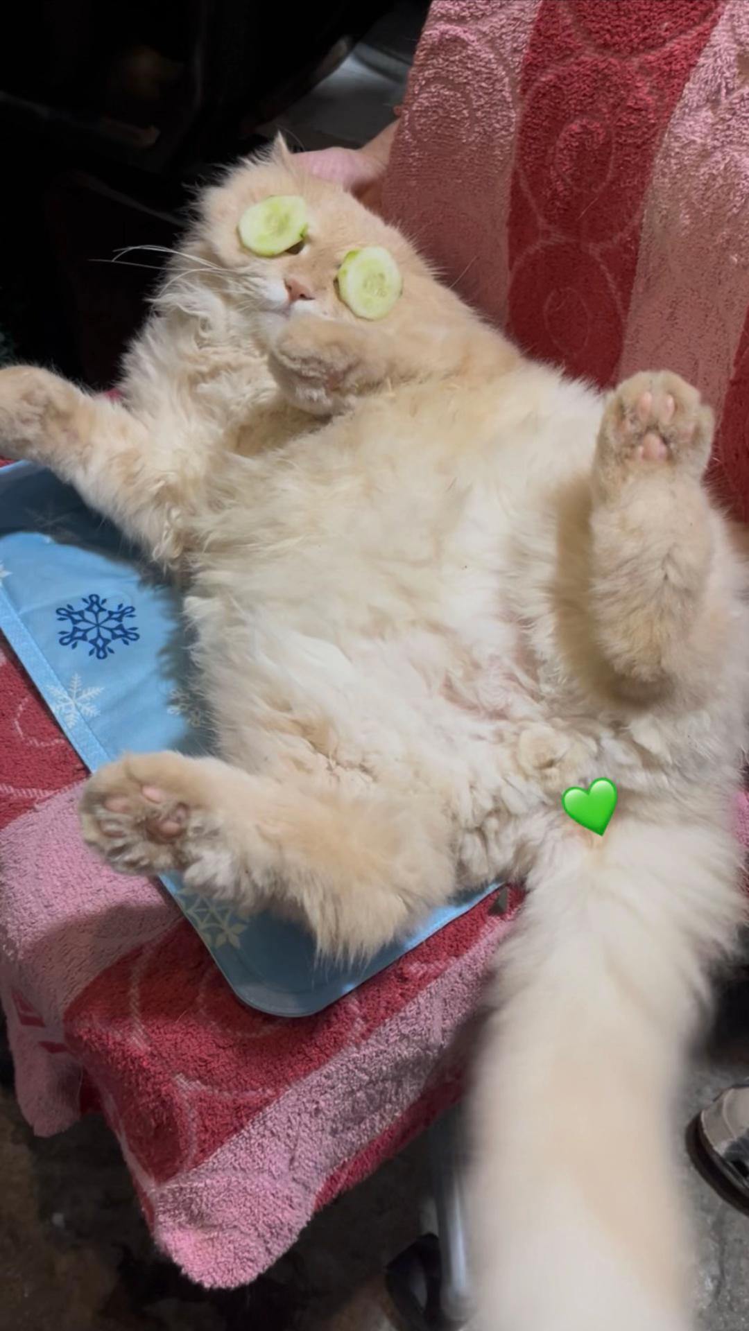 @Yuki the Persian Cat