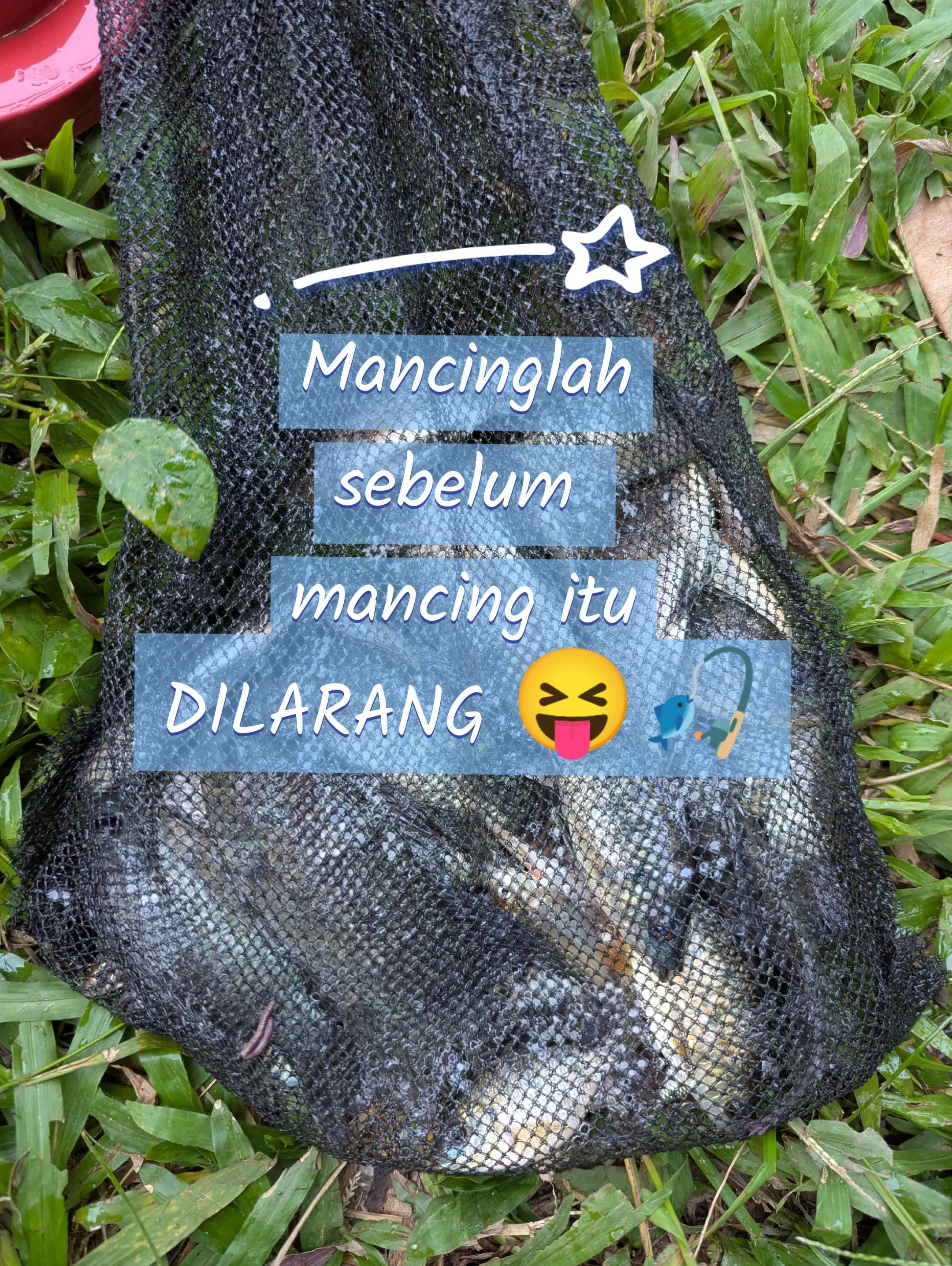@Mancing Everyday