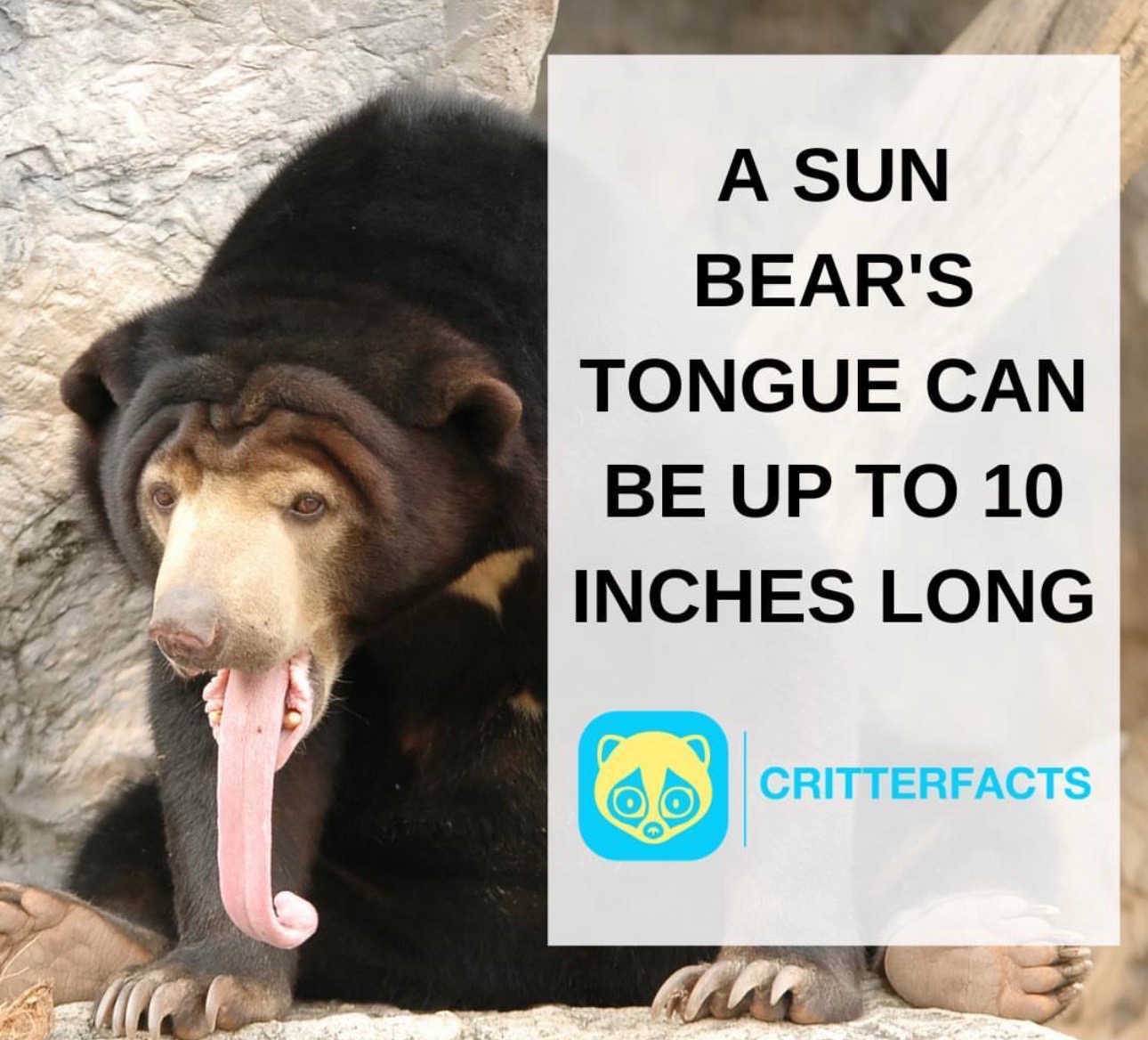 @CritterFacts