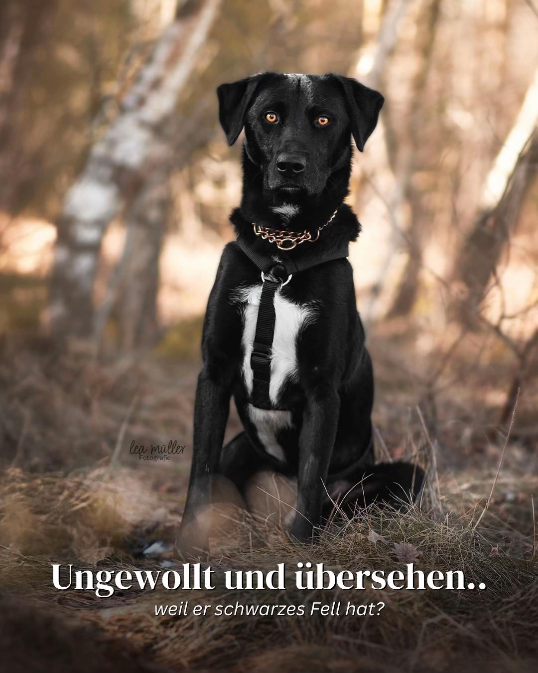 @SpecialDogs e.V.