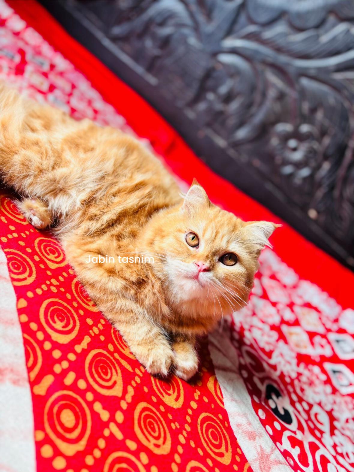 @Pet Shop By Tikli