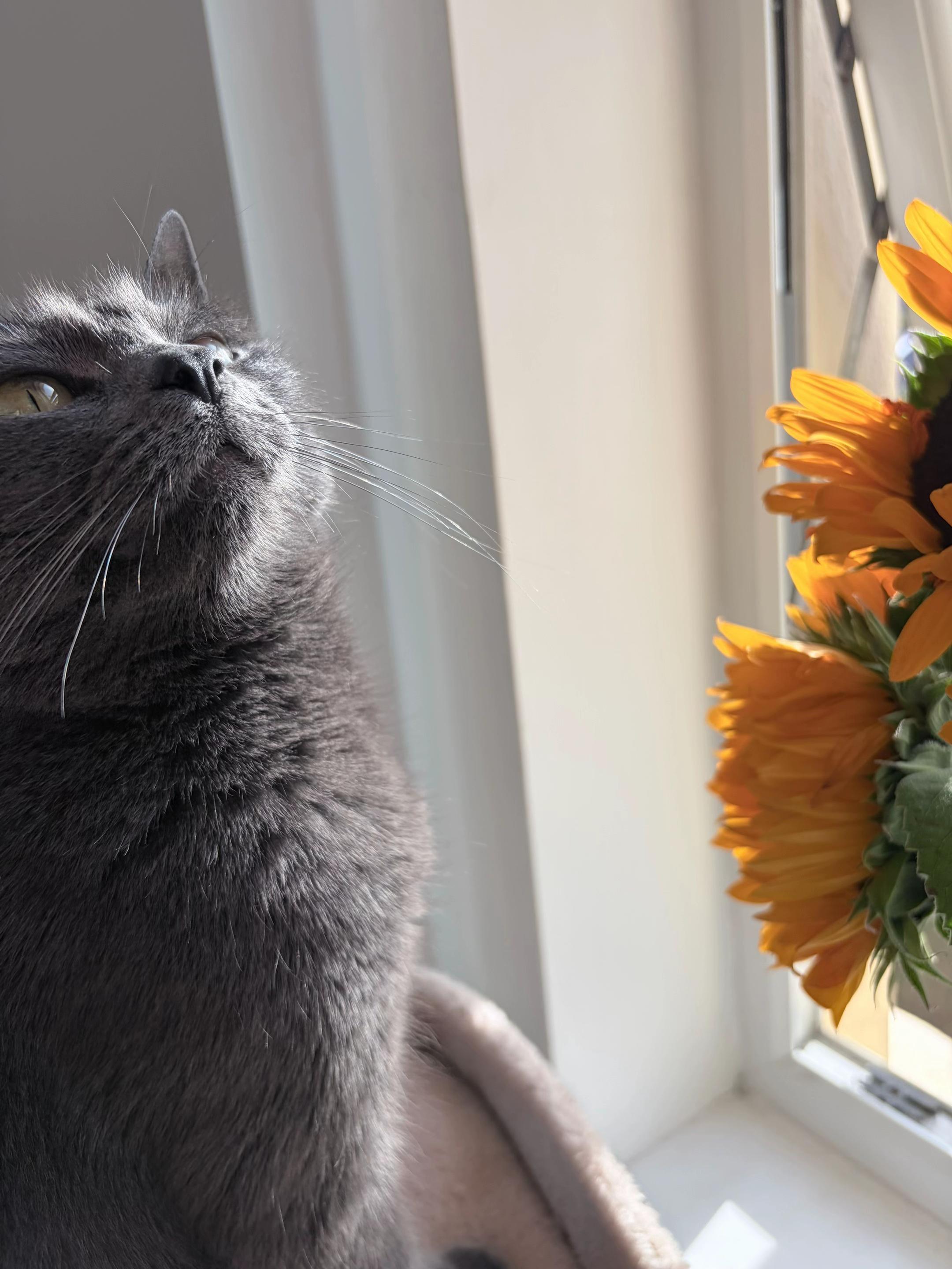@Flowercat 🌸
