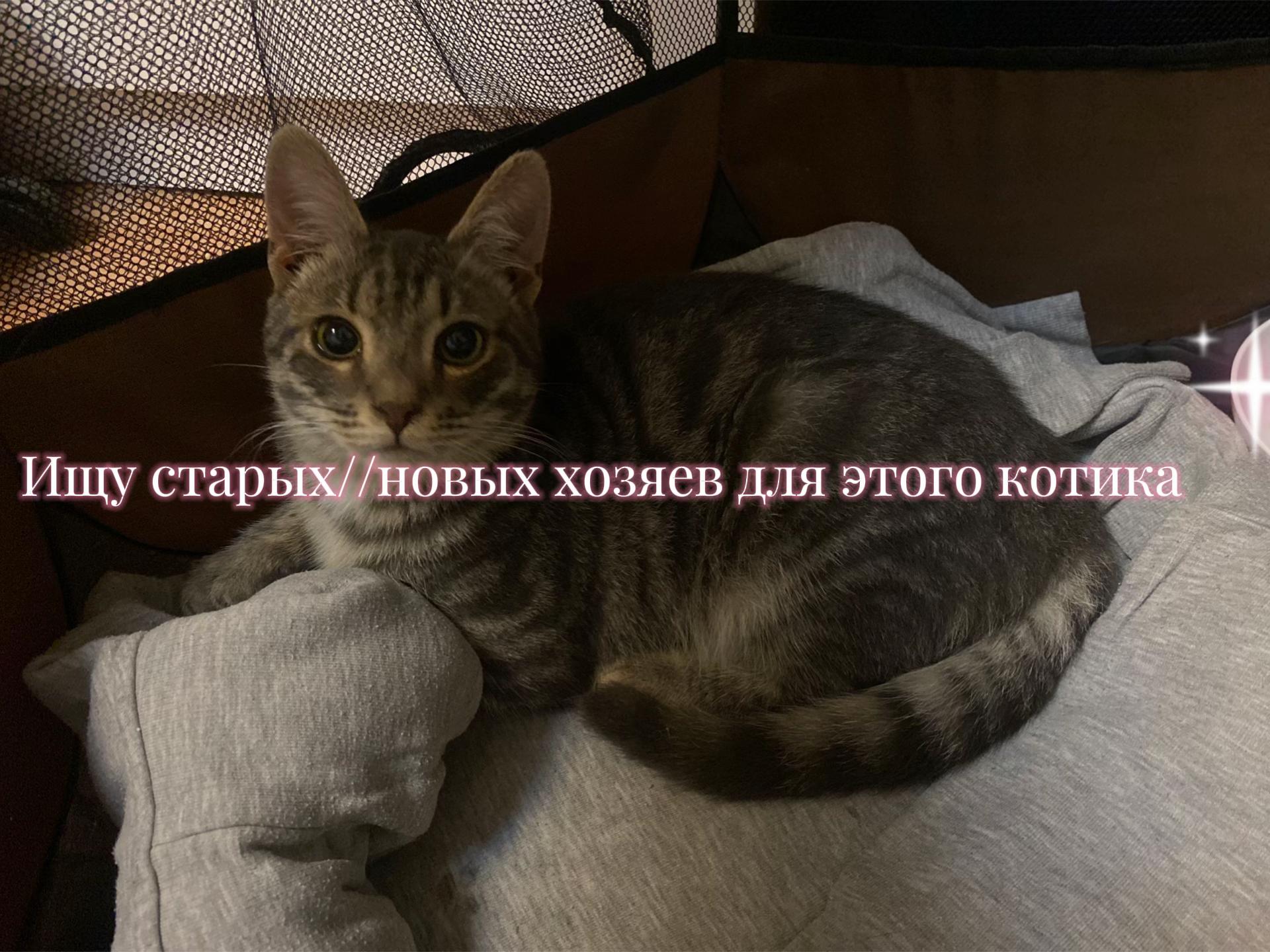 @~Loly_Shark~