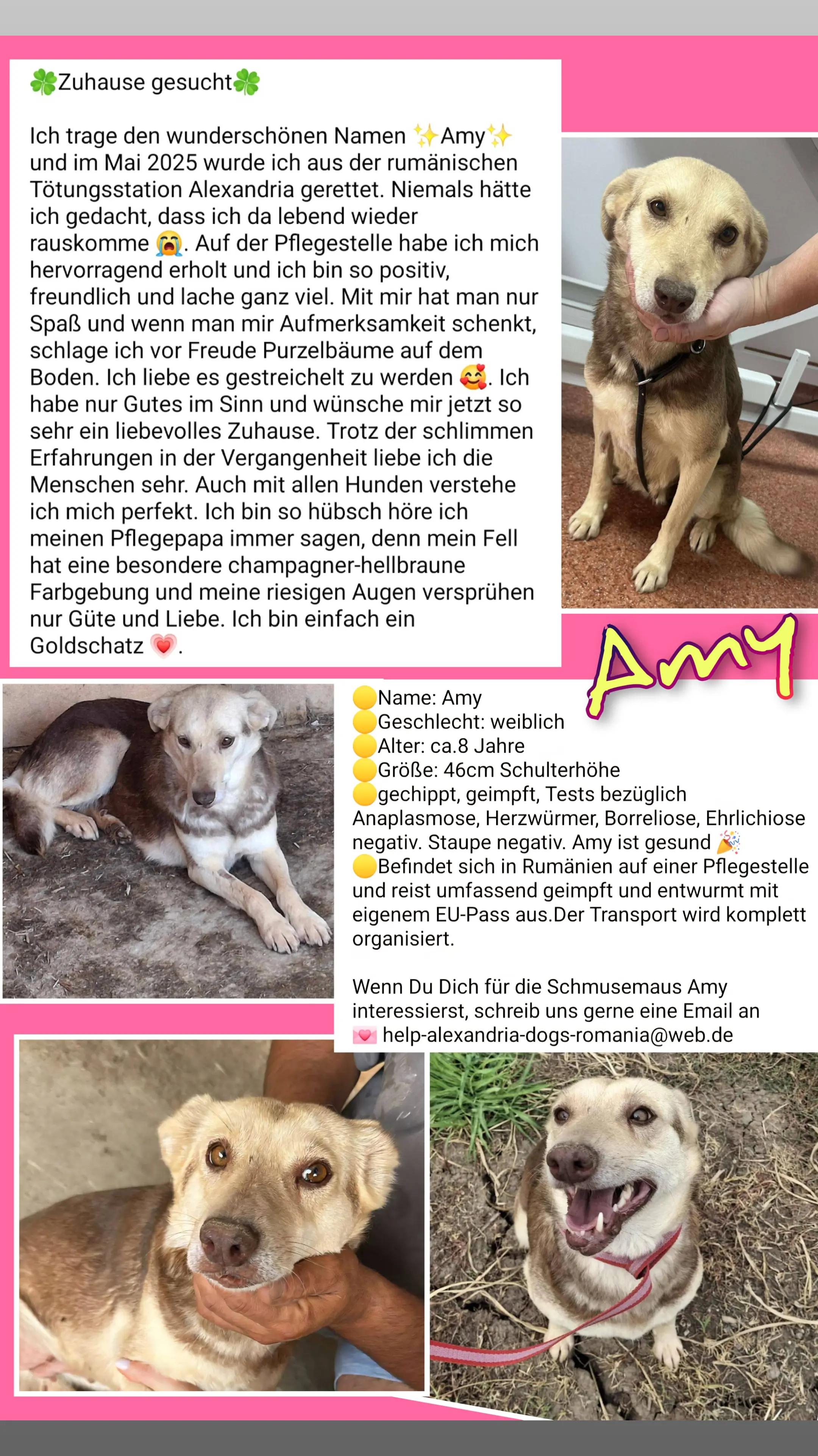 @rescuersalexandria