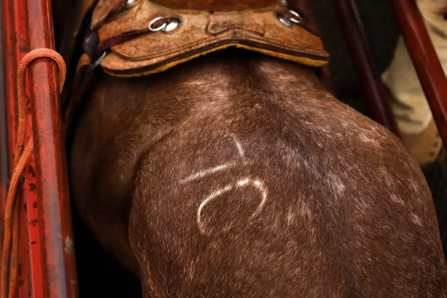 @cowgirlcommentary