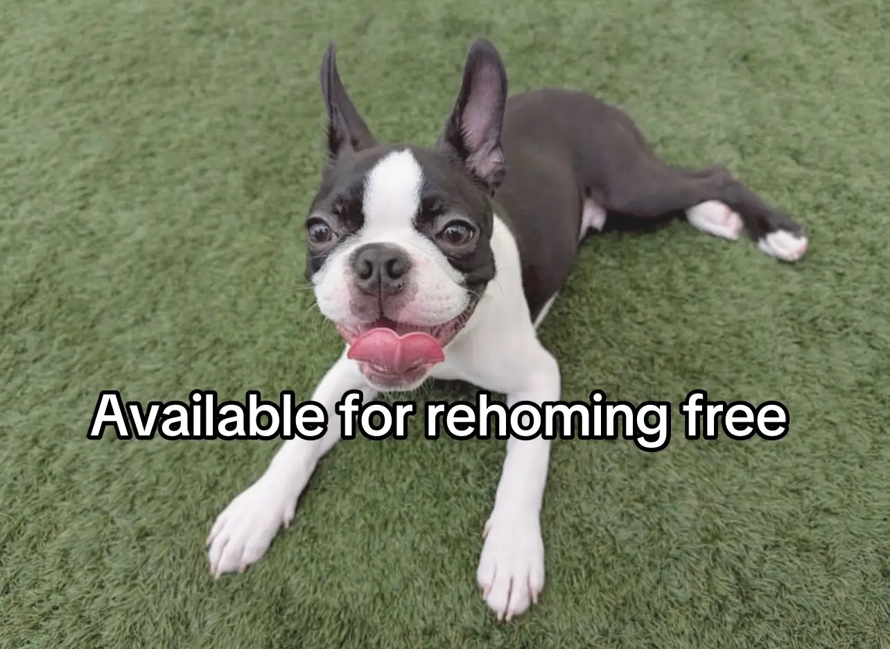 @Boston terriers puppies