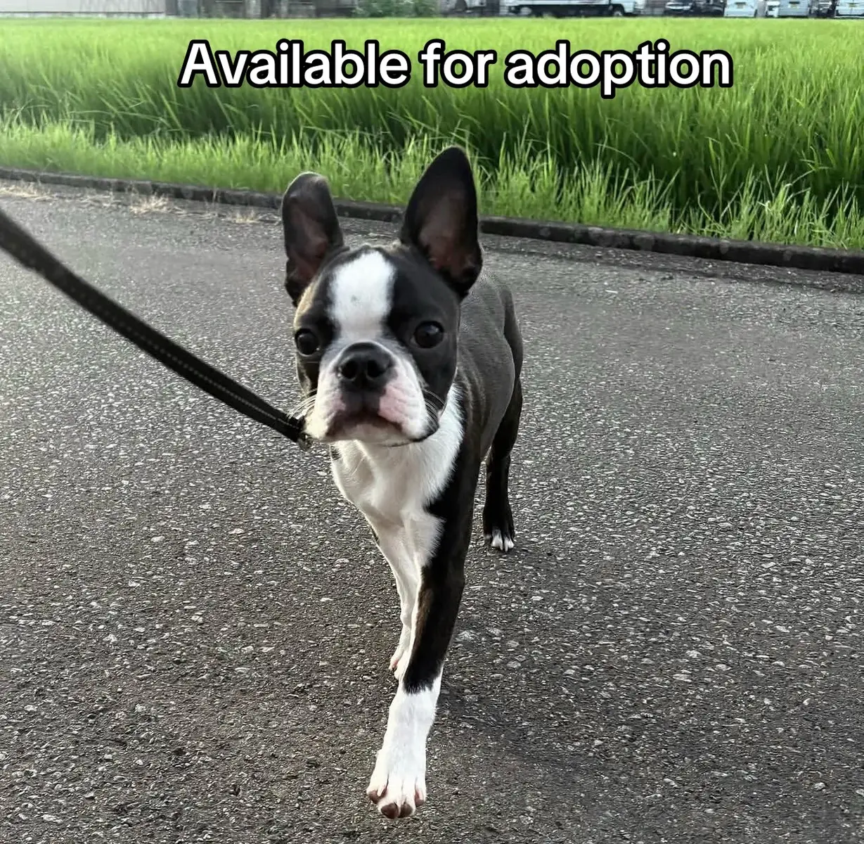 @Boston terriers puppies