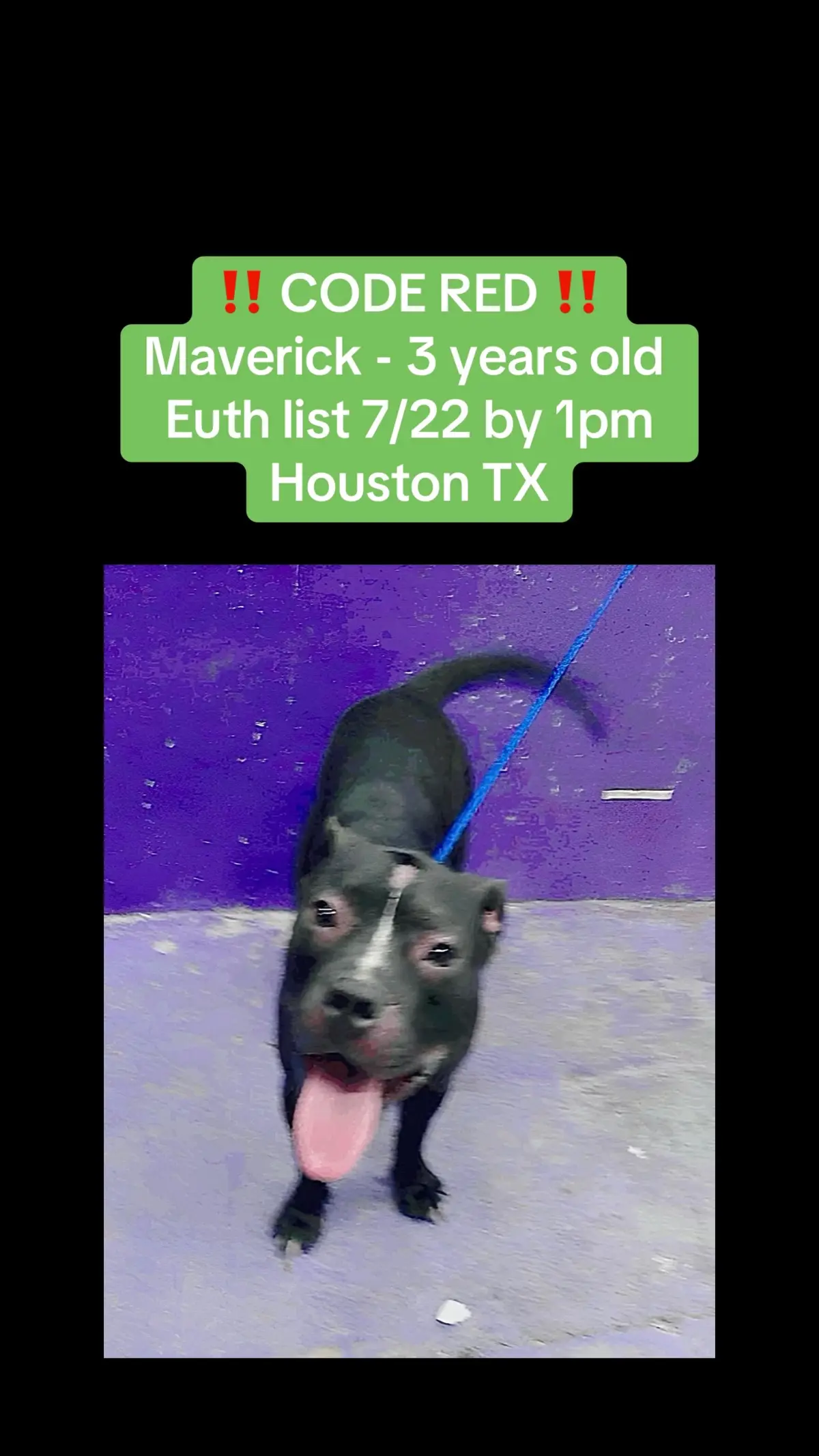 @Save the dogs ๐ถ