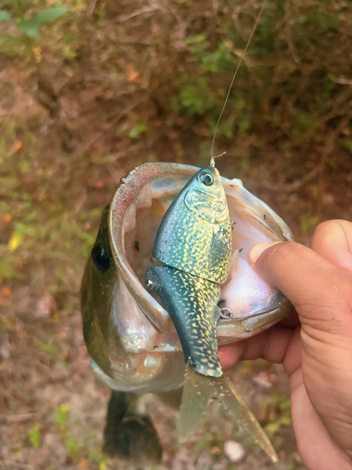 @Swimbait_noah