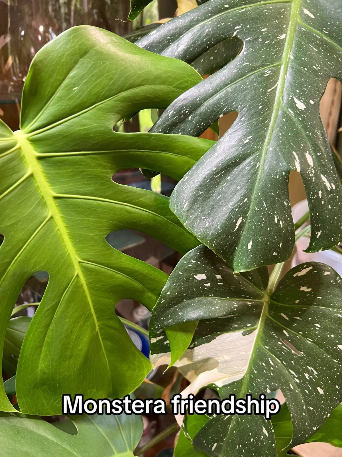 @The_Chlorophylliac