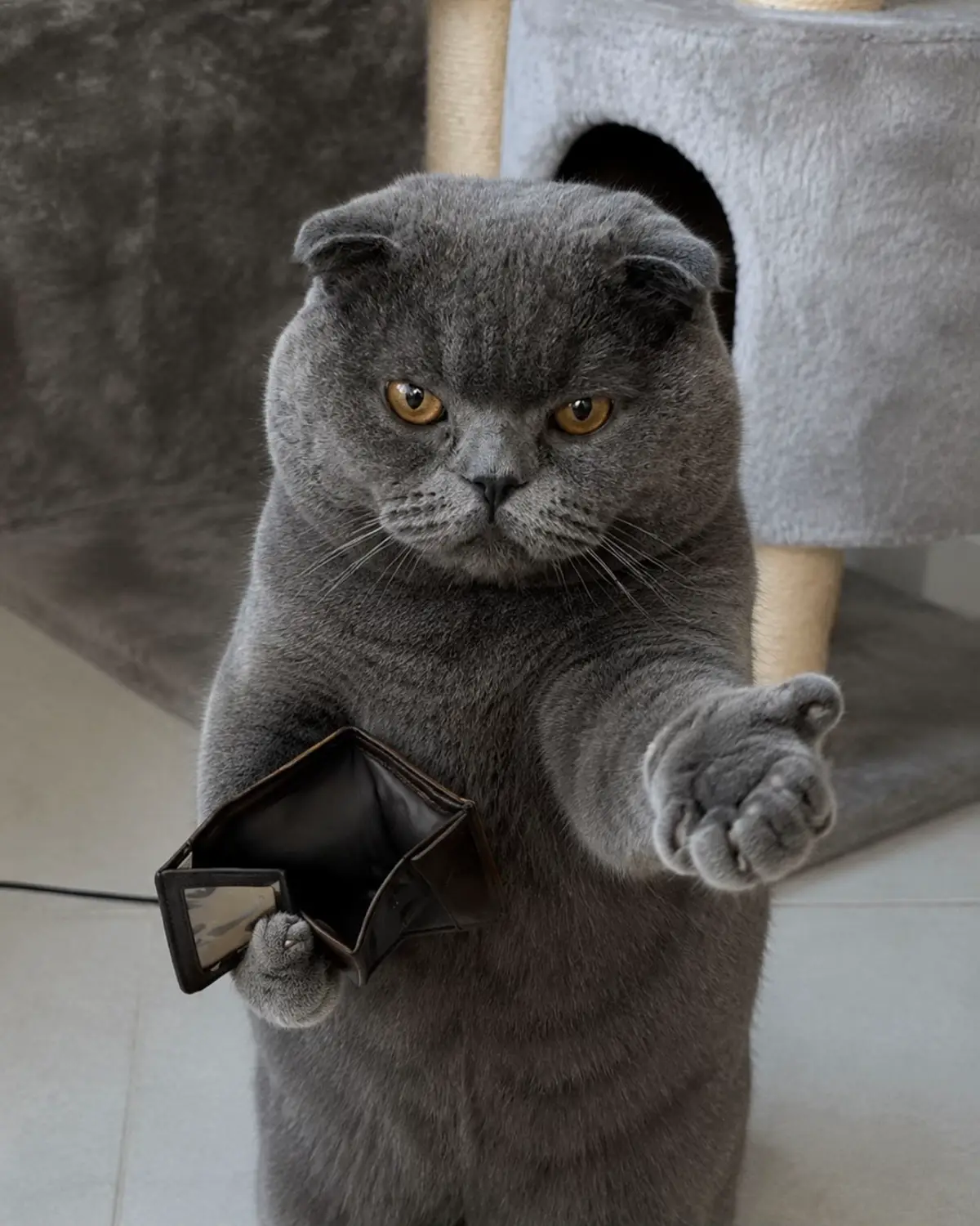 @BOBI🐈⬛
