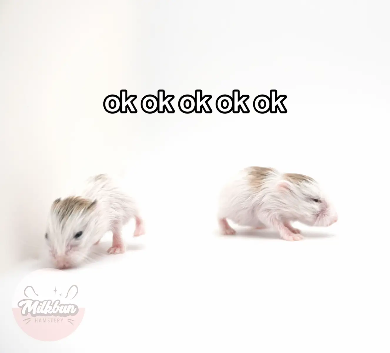 @Milkbun Hamstery 🍡