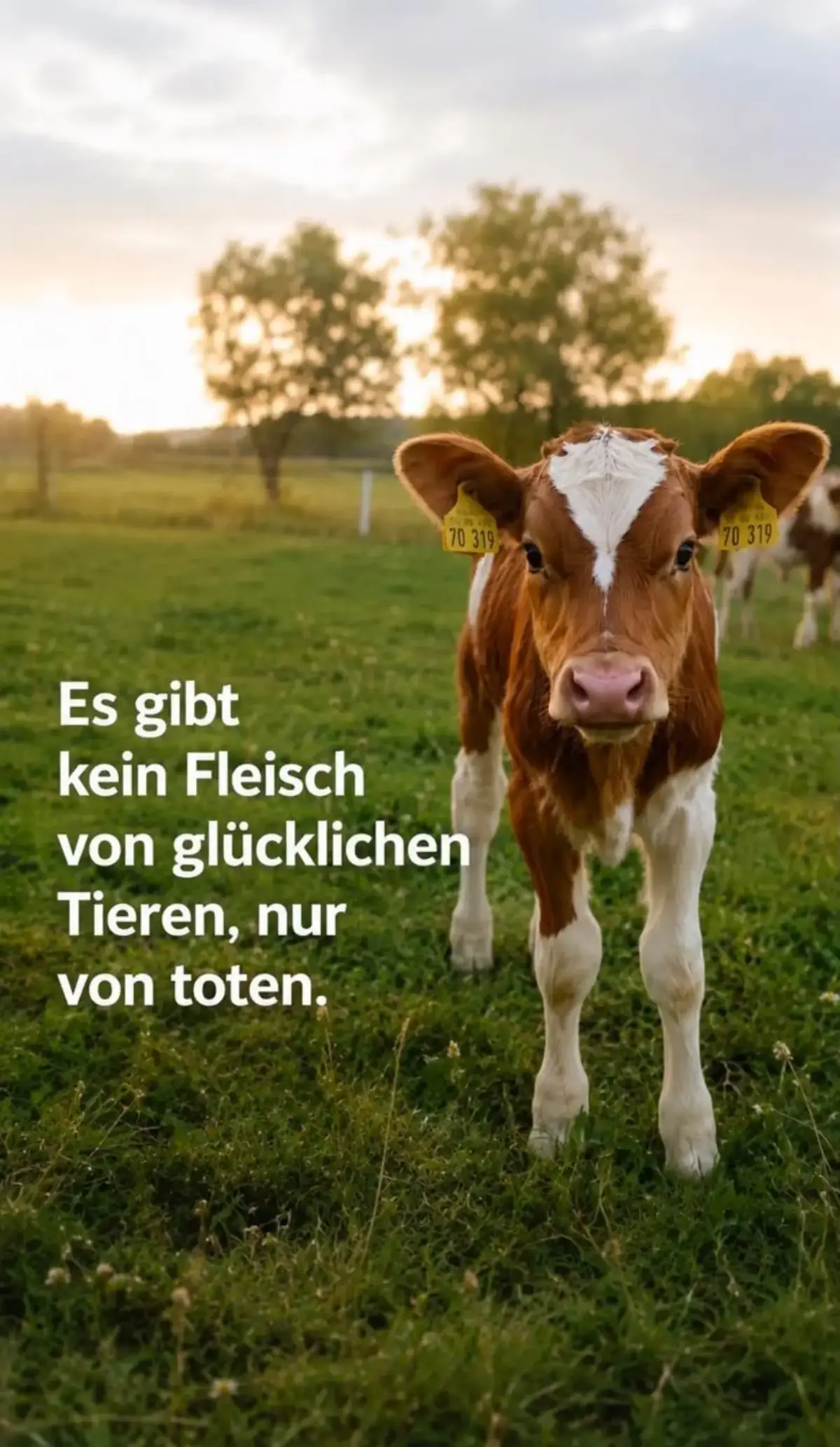 @Ava Animal 🩷🐾🩷
