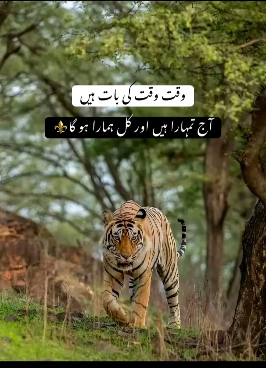 @🎀عائشہ 💔