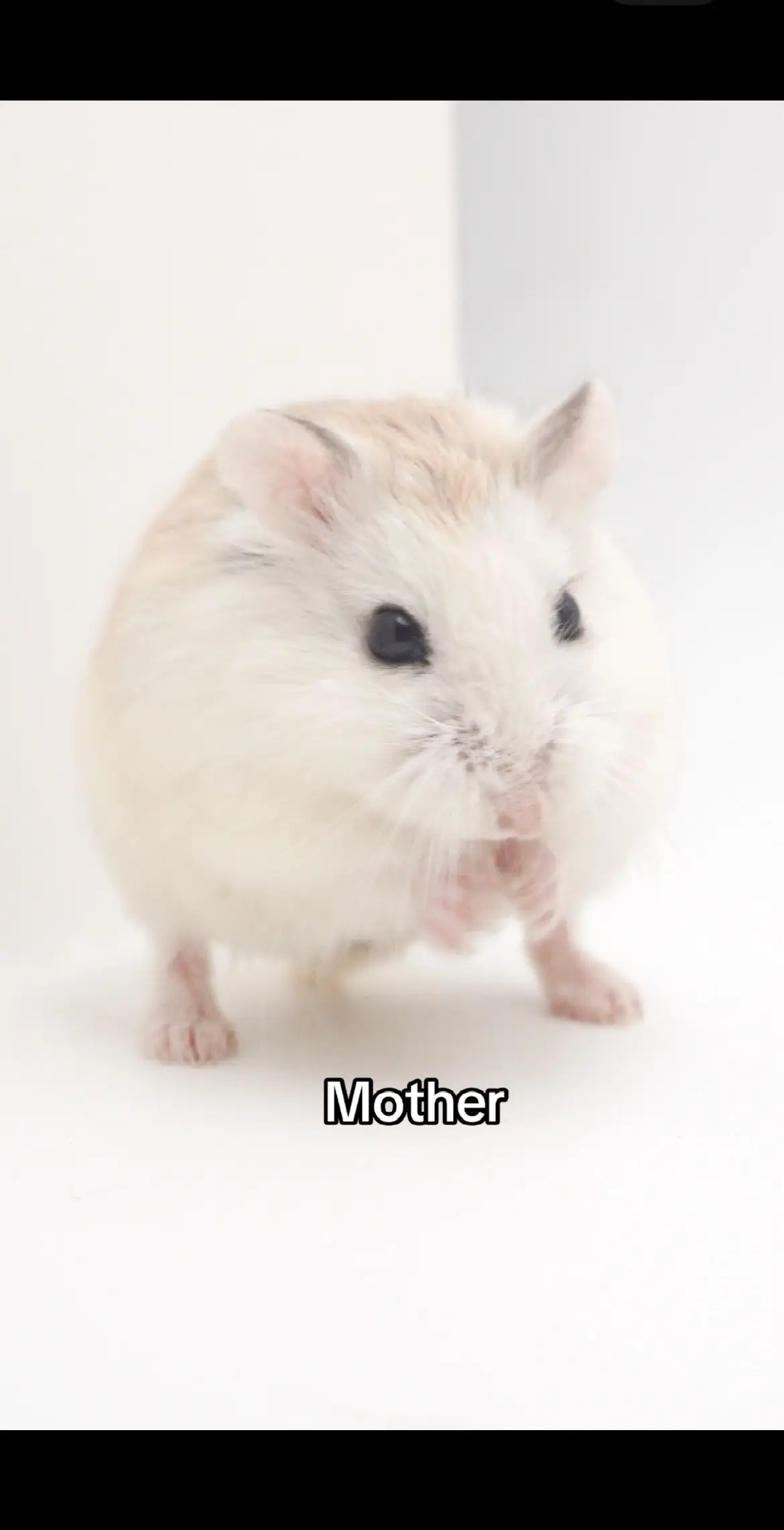 @Milkbun Hamstery 🍡